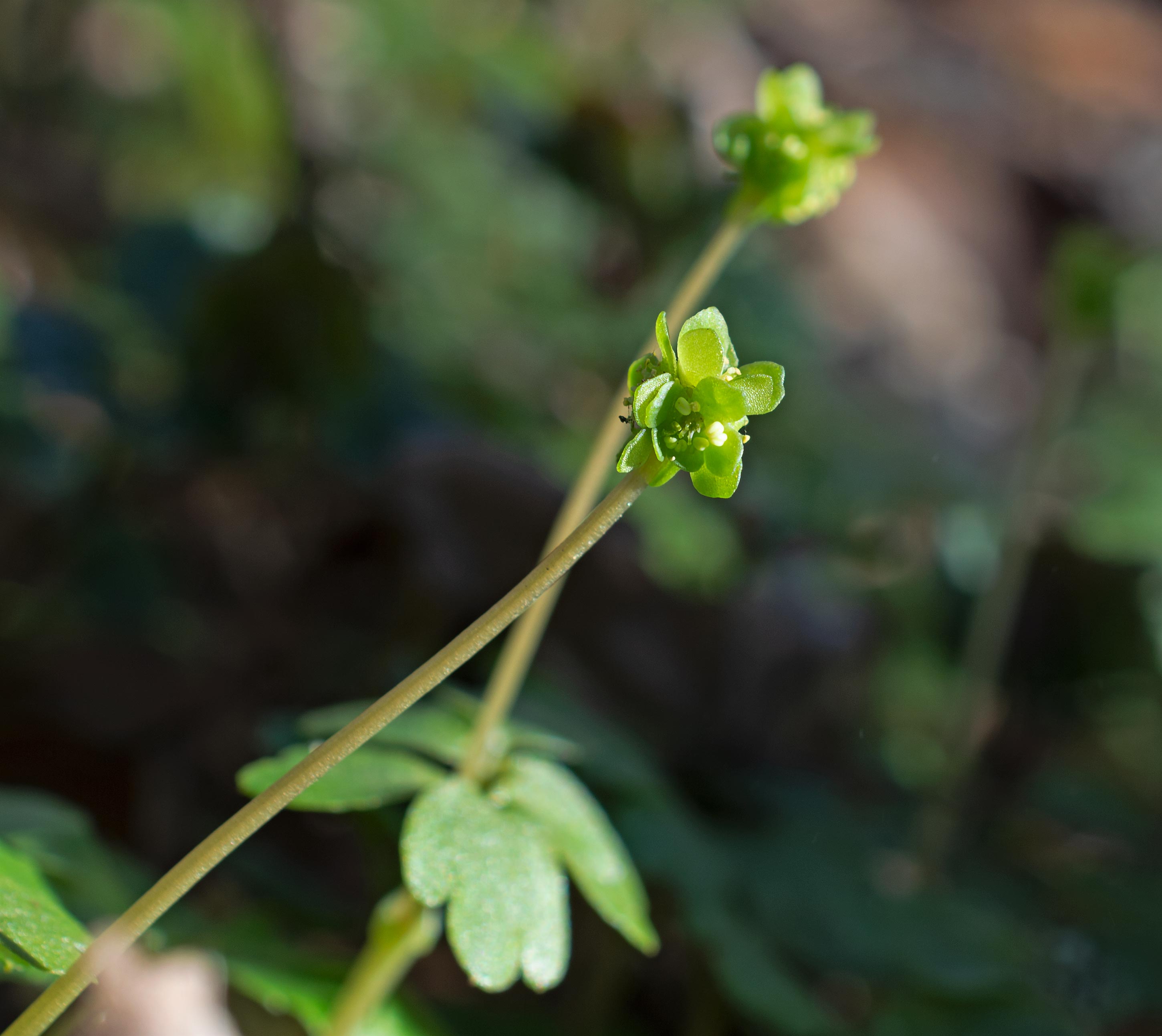 Adoxa moschatellina, Kulla Gunnarstorp (Sweden). Photo: Lars Salomon. CC BY-NC 4.0