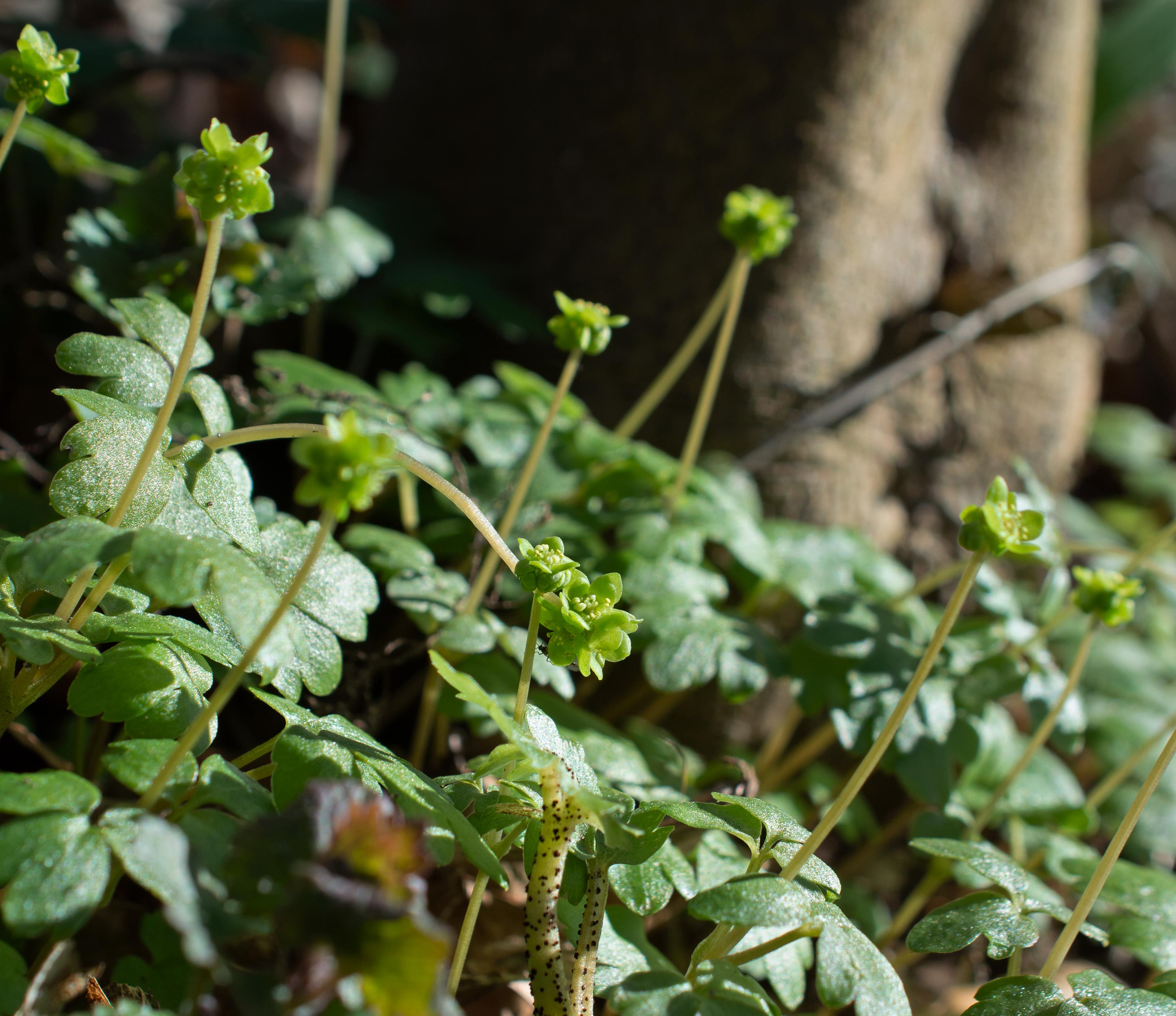 Adoxa moschatellina, Kulla Gunnarstorp (Sweden). Photo: Lars Salomon. CC BY-NC 4.0