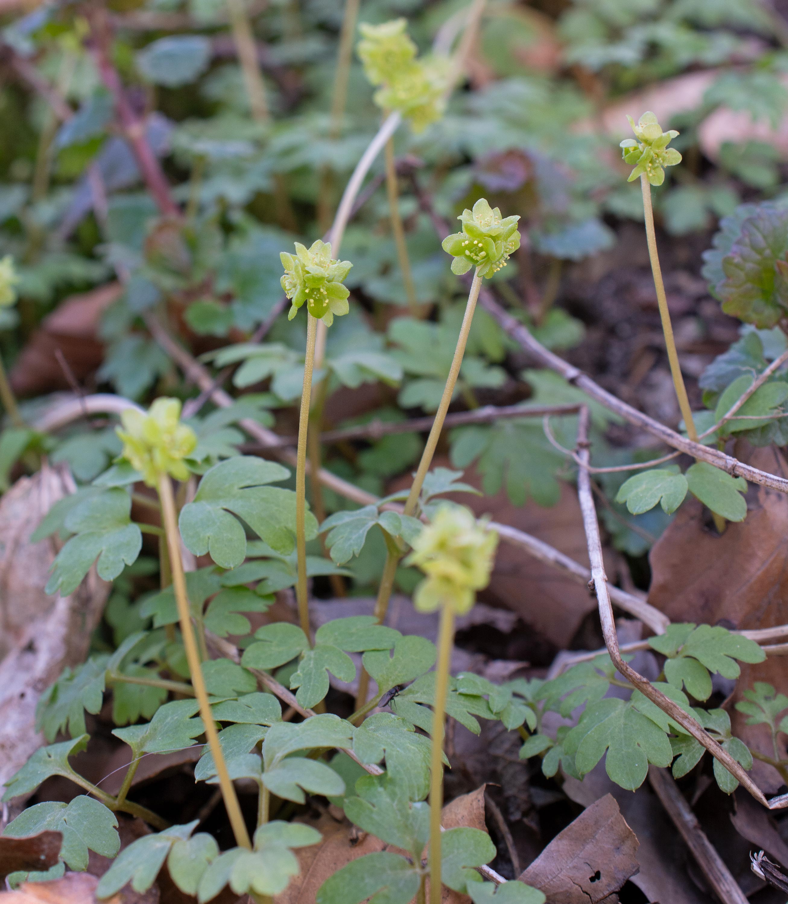 Adoxa moschatellina, Kulla Gunnarstorp (Sweden). Photo: Lars Salomon. CC BY-NC 4.0