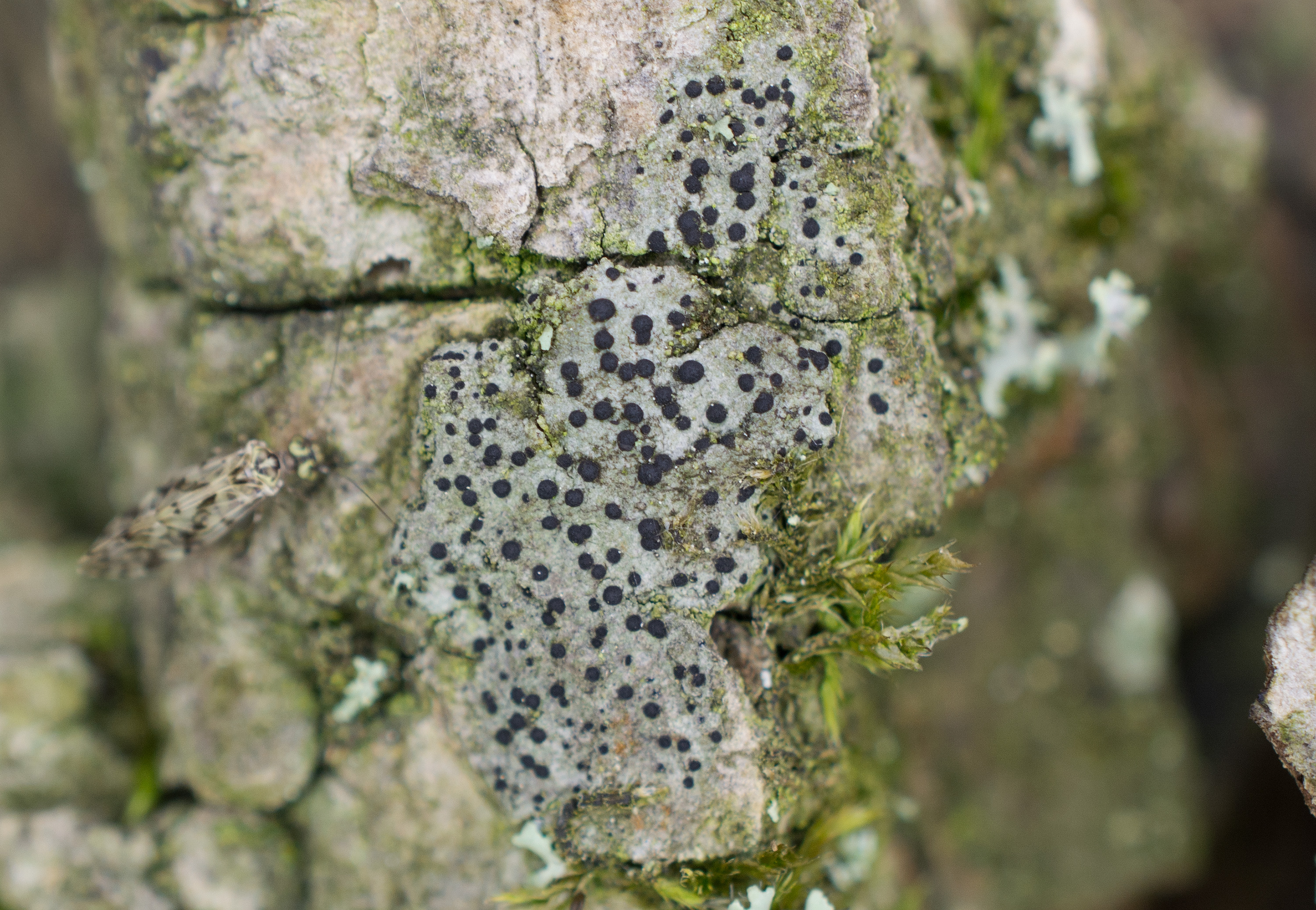 Amandinea punctata, Kullaberg (Sweden). Photo: Lars-Salomon. CC BY-NC 4.0.