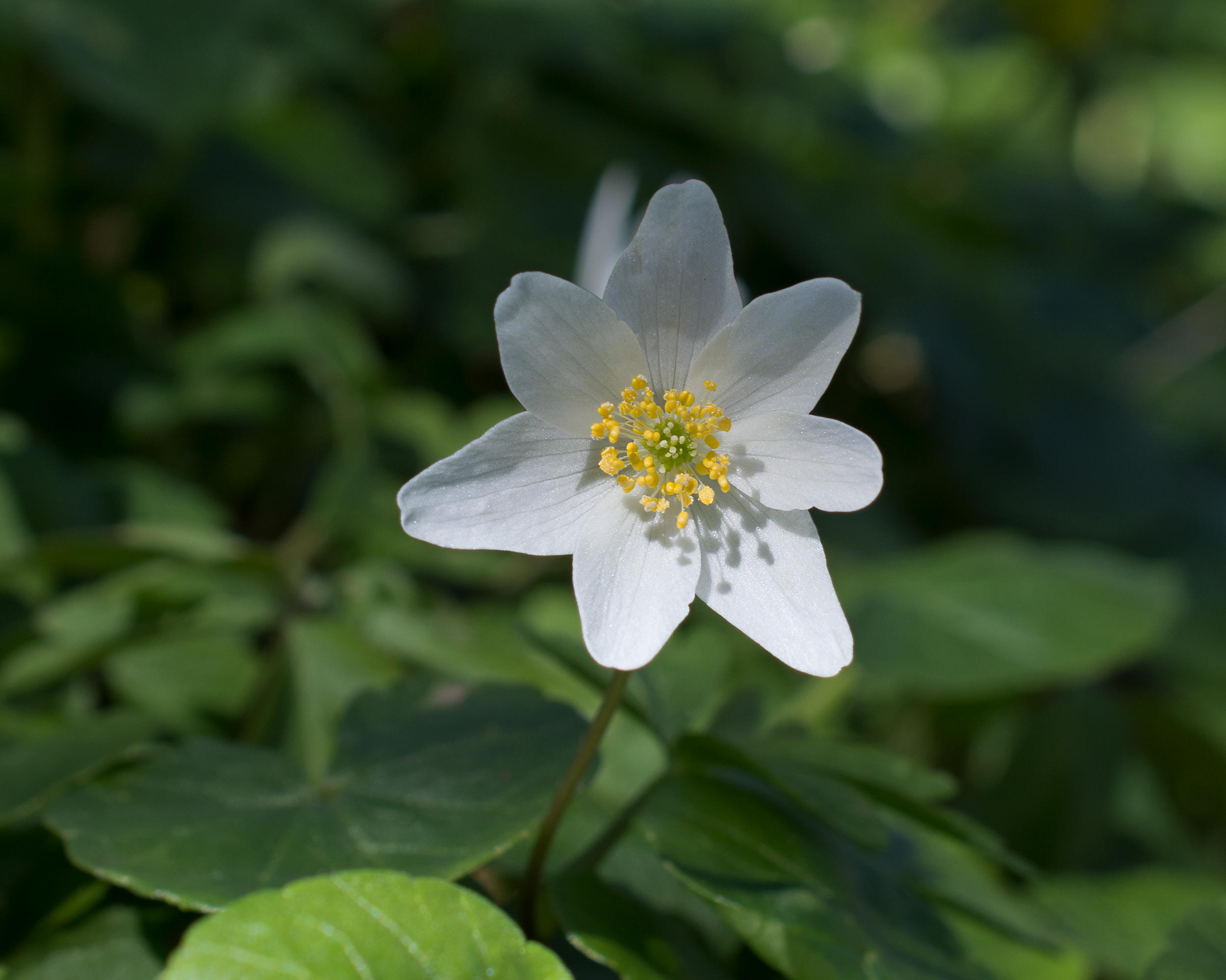 Anemone nemorosa, Kulla Gunnarstorp (Sweden). Photo: Lars Salomon. CC BY-NC 4.0