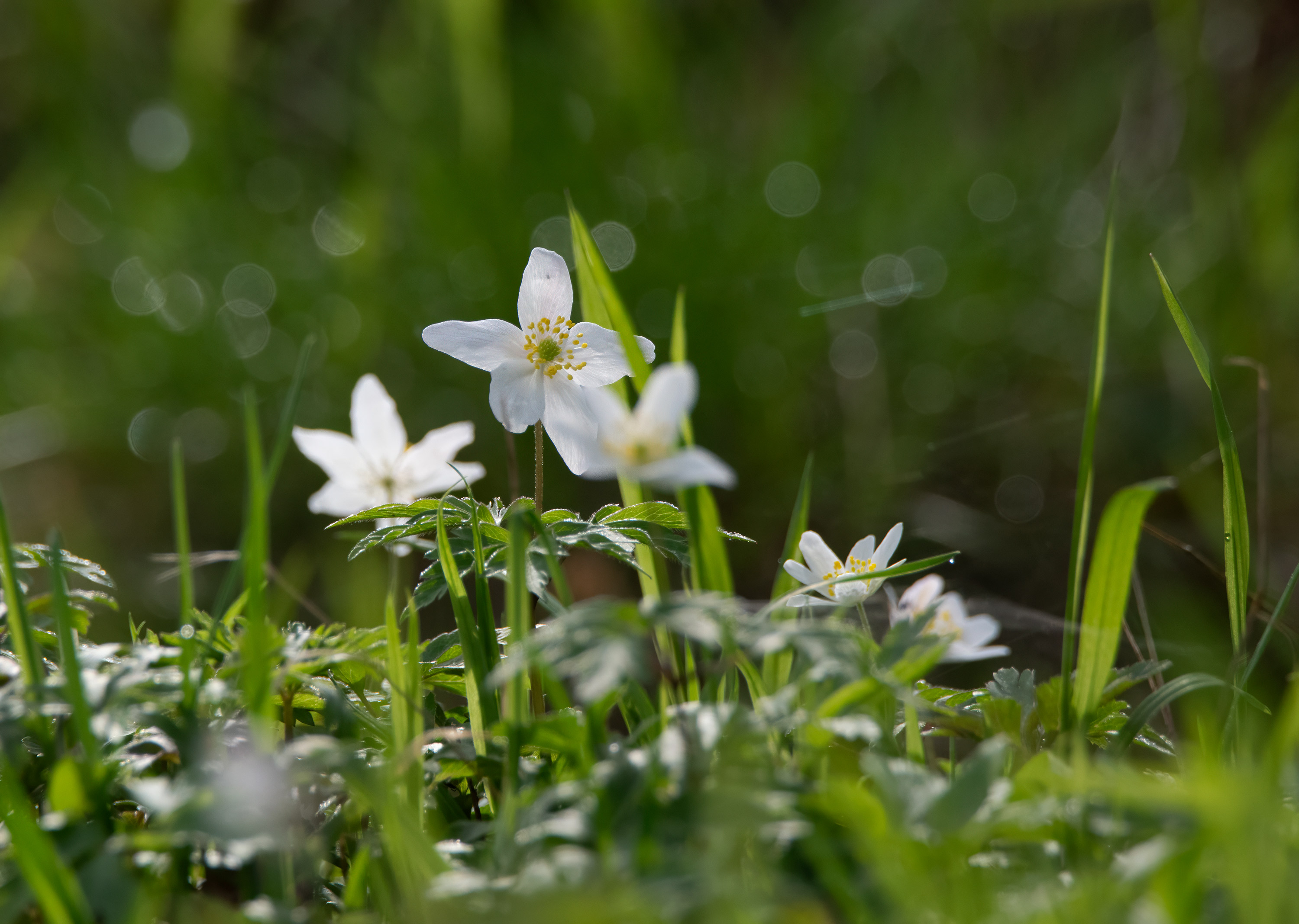 Anemone nemorosa, Kullaberg (Sweden). Photo: Lars-Salomon. CC BY-NC 4.0