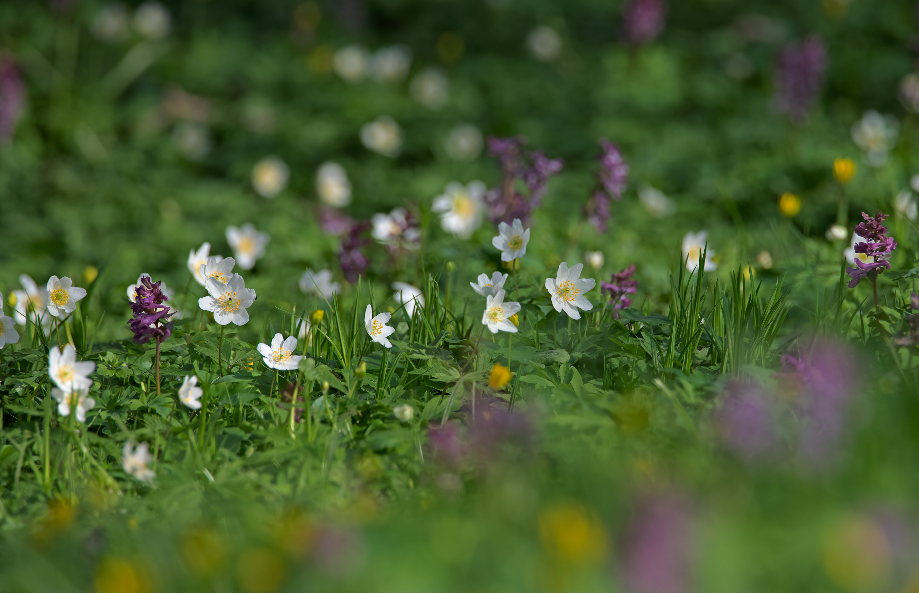 Anemone nemorosa, Kullaberg (Sweden). Photo: Lars-Salomon. CC BY-NC 4.0