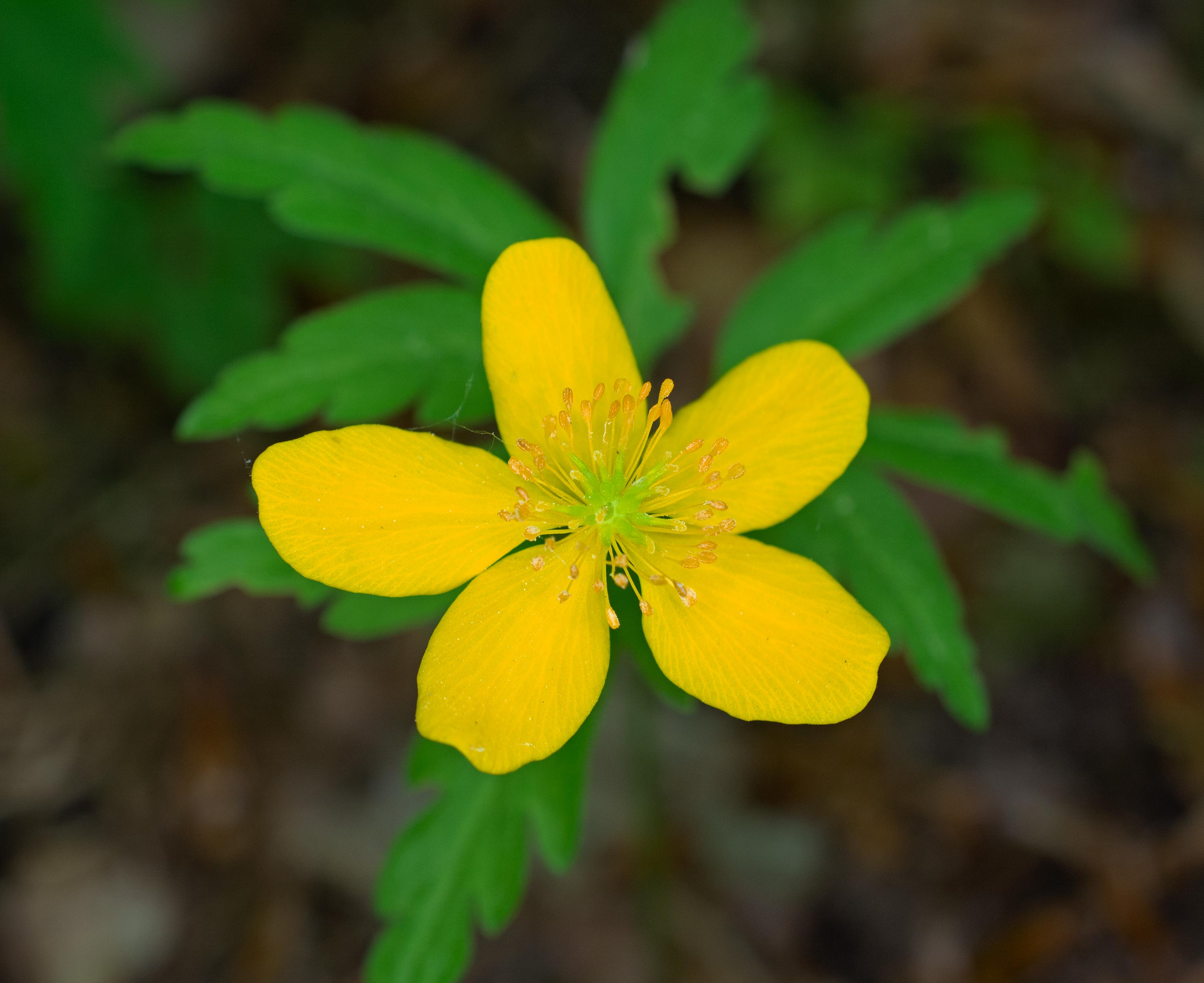 Anemone ranunculoides, Dalby Söderskog NP (Sweden). Photo: Lars Salomon. CC BY-NC 4.0