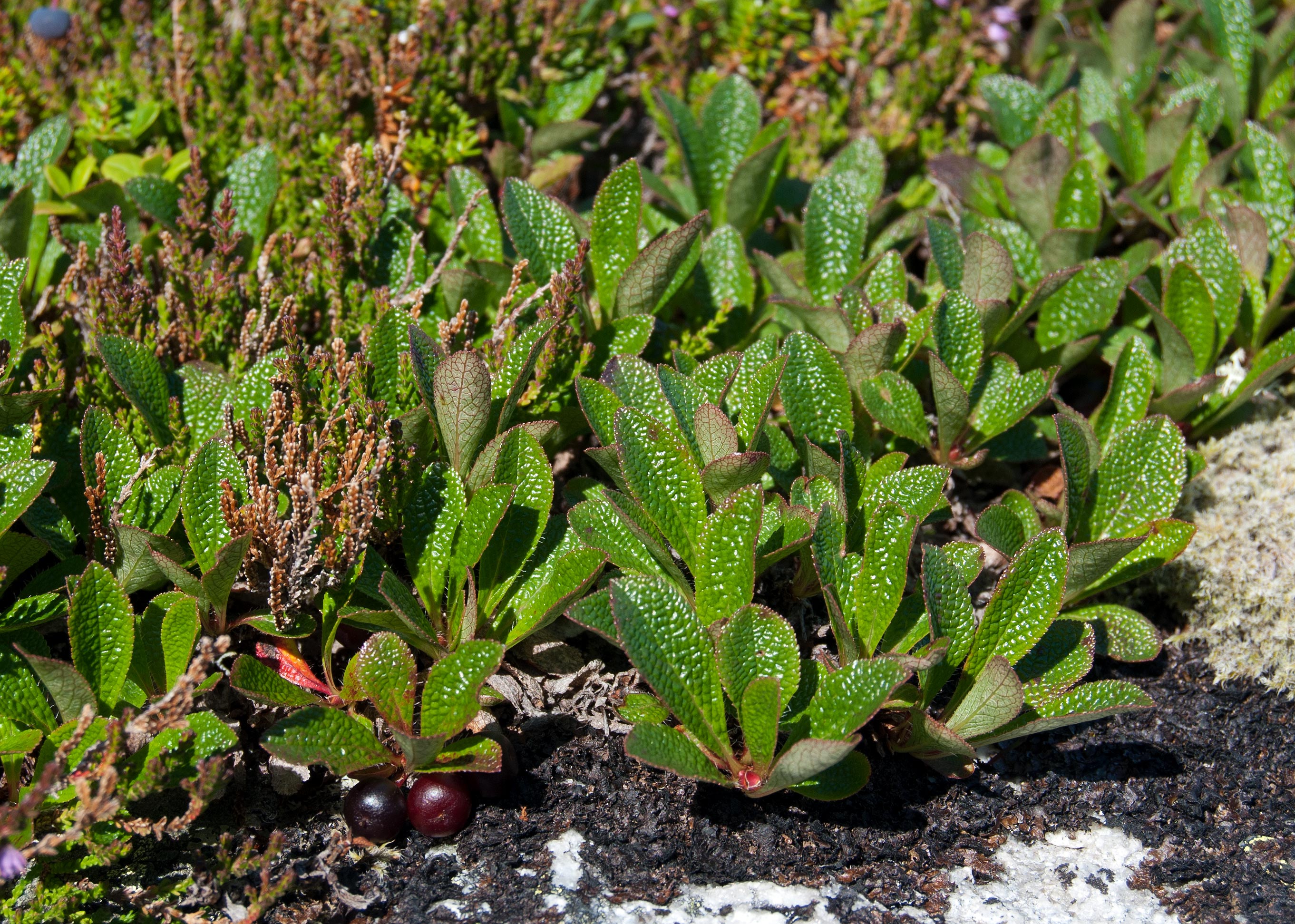 Arctous alpina, Salstraumsoya (Norway). Photo: Lars Salomon. CC BY-NC 4.0