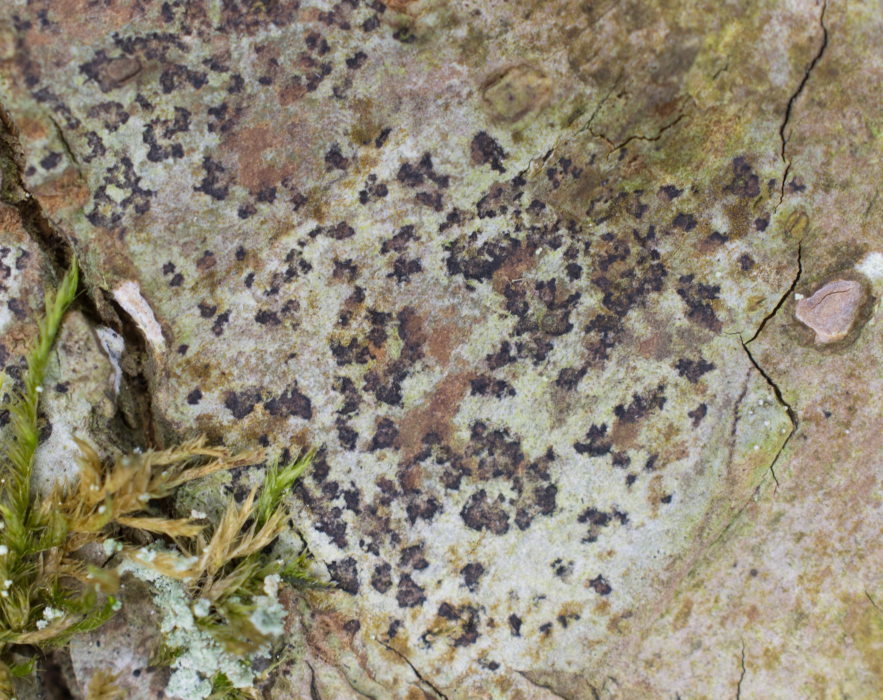 Arthonia ruana, Dalby Söderskog National Park (Sweden). Photo: Lars Salomon. CC BY-NC 4.0.