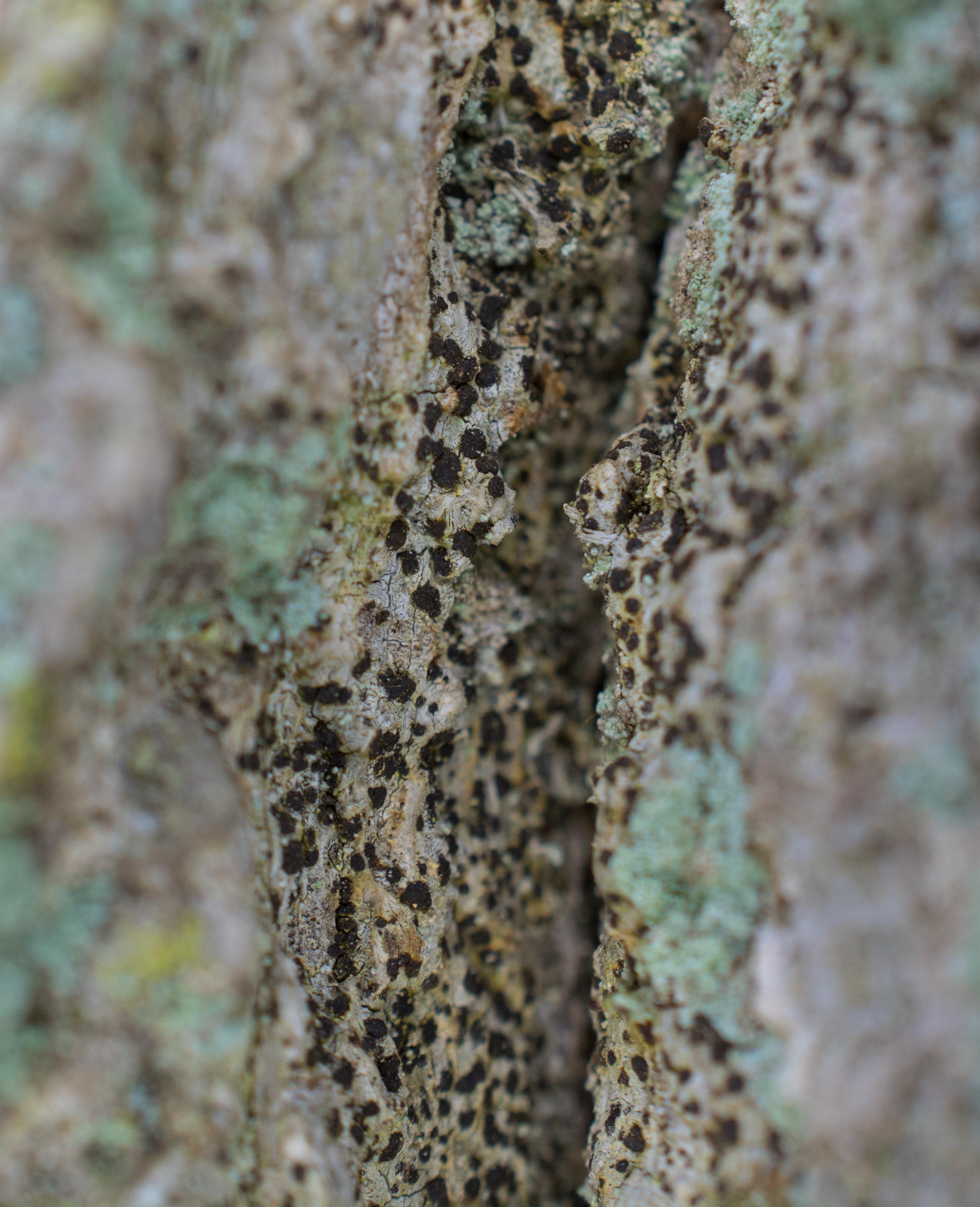 Arthonia vinosa, Allerums skog (Sweden). Photo: Lars Salomon. CC BY-NC 4.0.