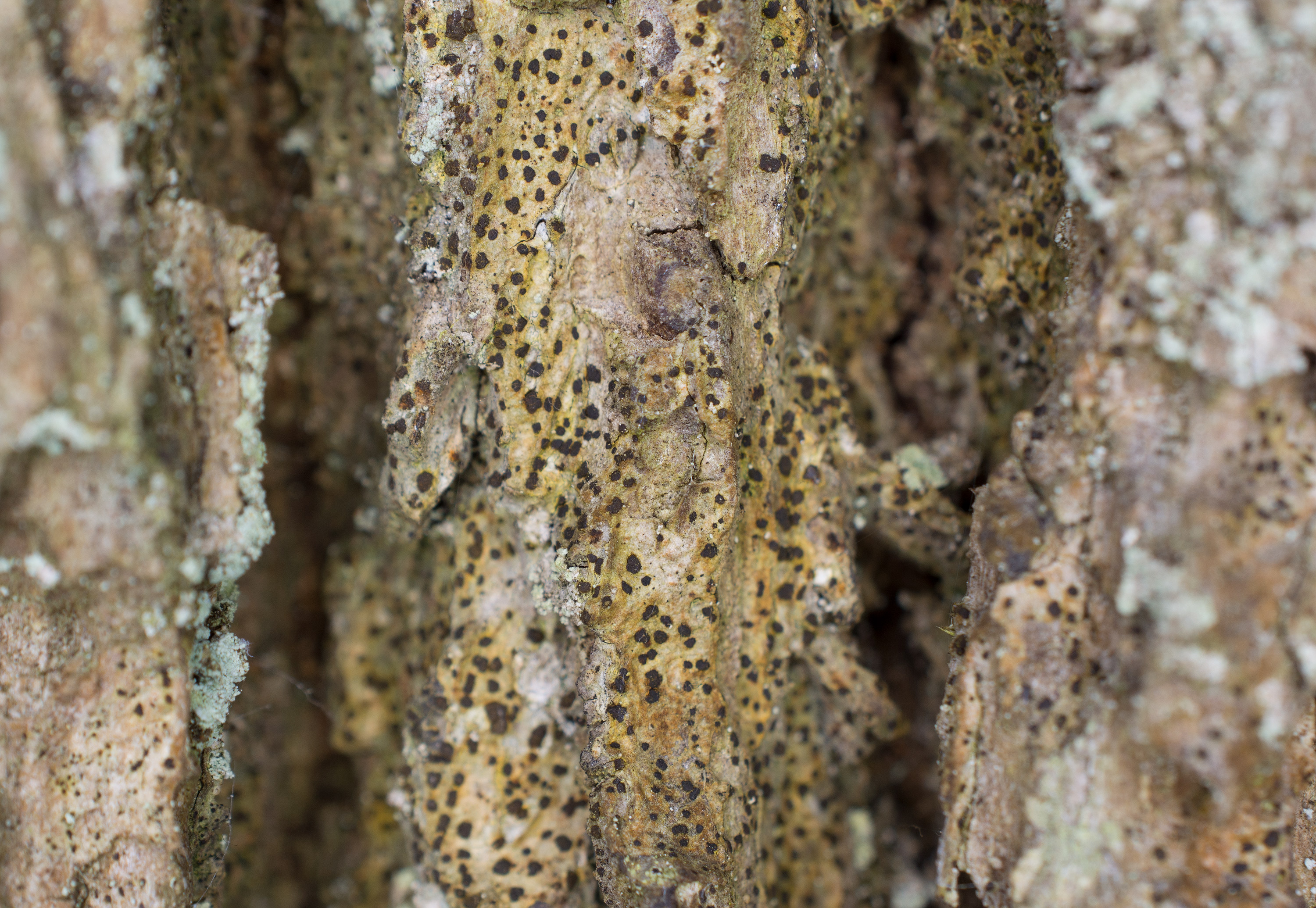 Arthonia vinosa, Kullaberg (Sweden). Photo: Lars Salomon. CC BY-NC 4.0.