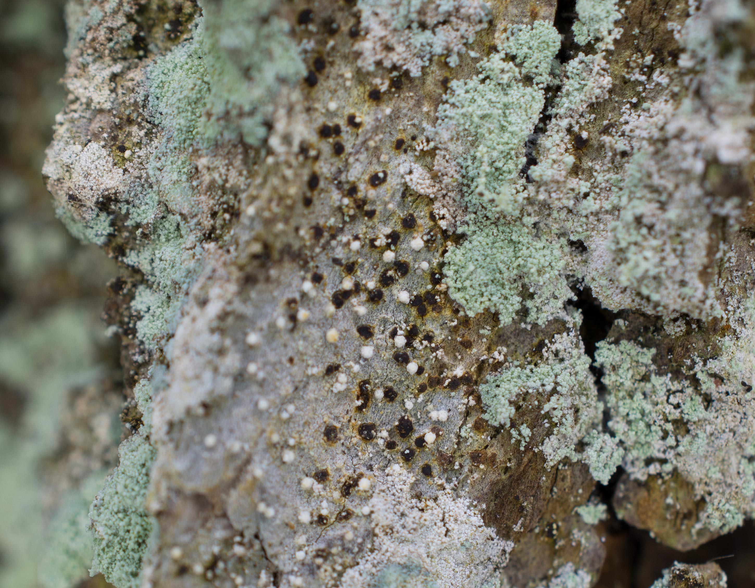 Arthonia vinosa, Söderåsen National Park (Sweden). Photo: Lars Salomon. CC BY-NC 4.0.