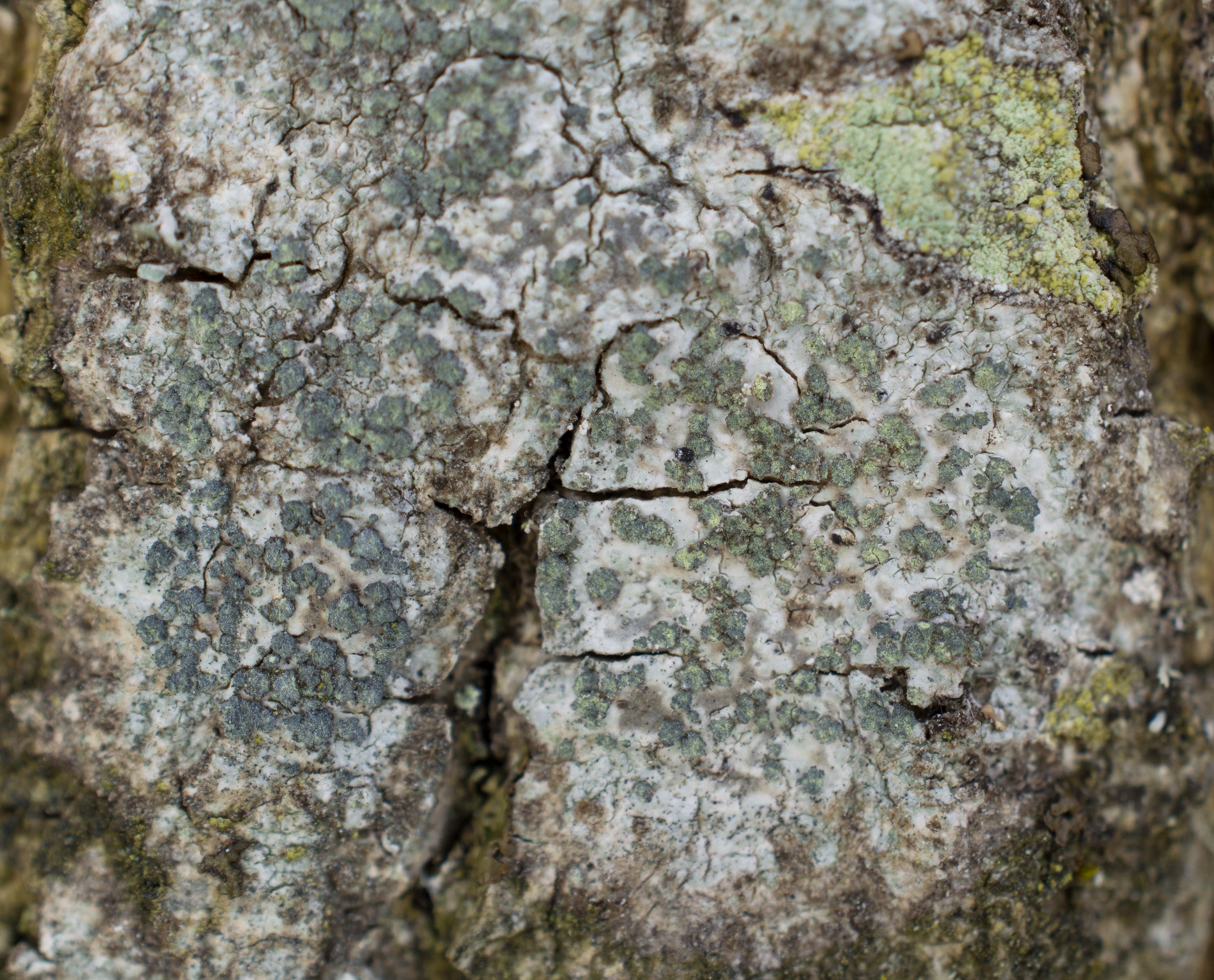 Buellia griseovirens, Christinelunds ädellövskog (Sweden). Photo: Lars Salomon. CC BY-NC 4.0.