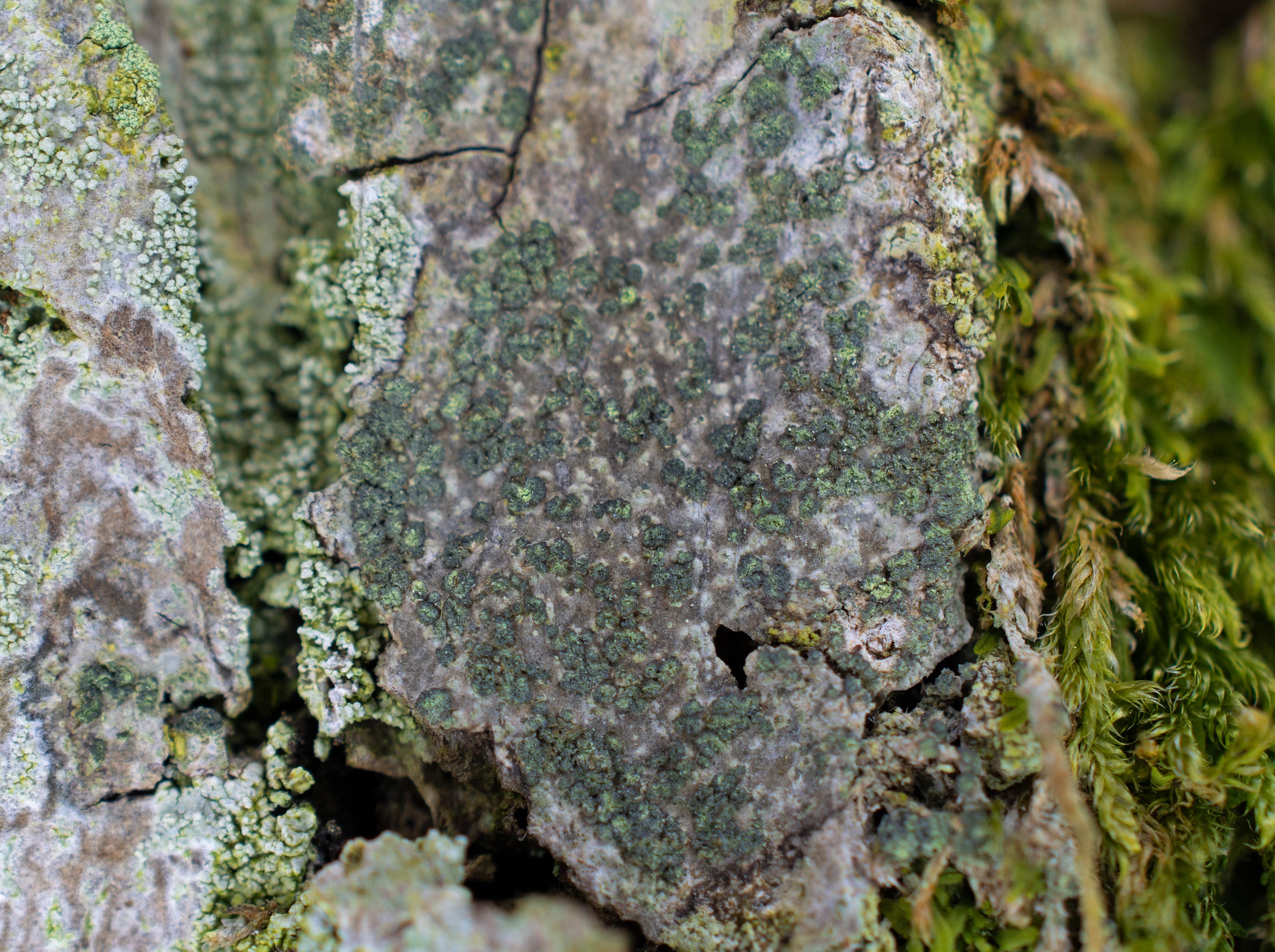 Buellia griseovirens, Hjälmshults Kungsgård (Sweden). Photo: Lars Salomon. CC BY-NC 4.0.