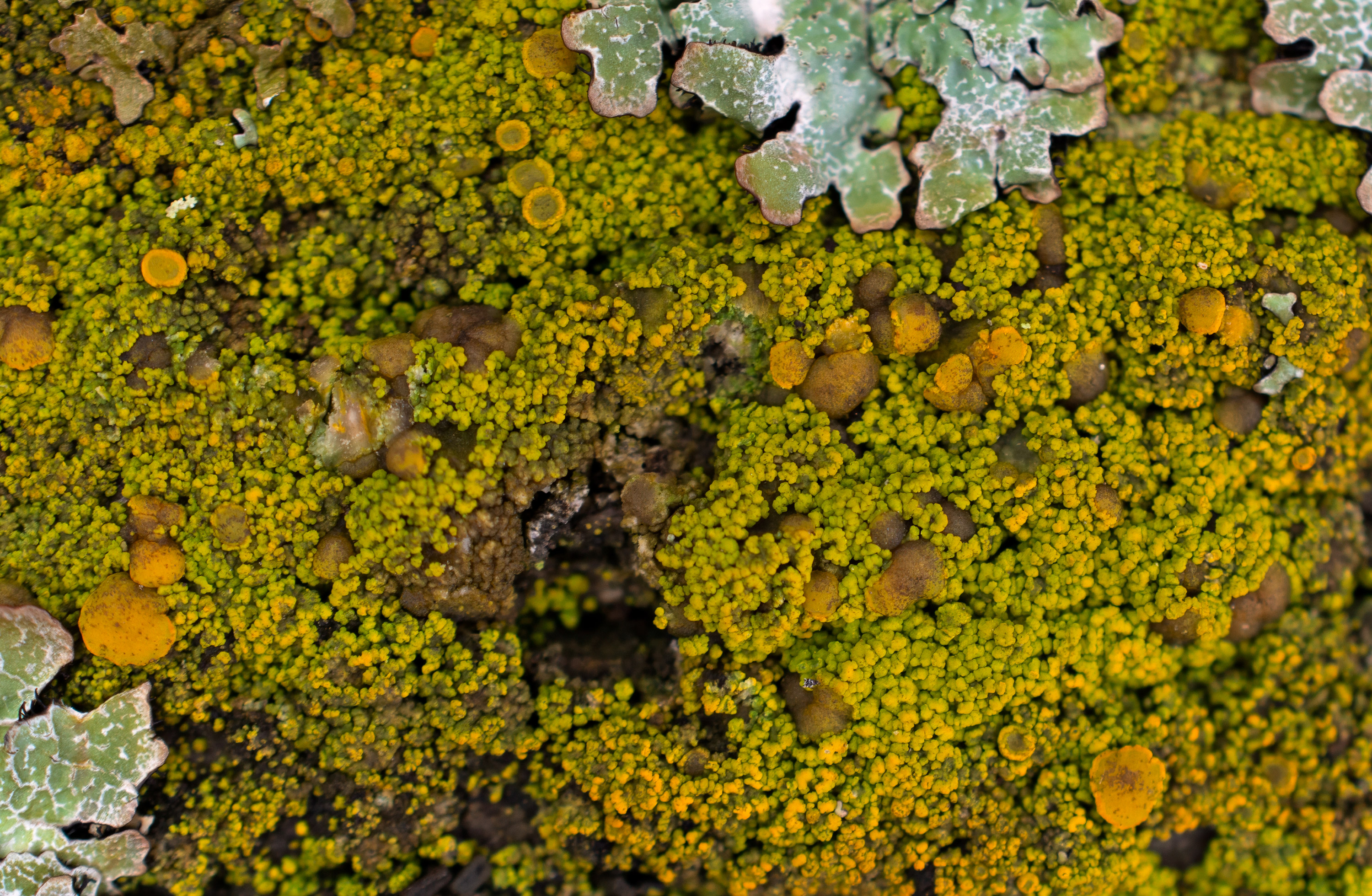 Candelariella vitellina, Kullaberg (Sweden). Photo: Lars-Salomon. CC BY-NC 4.0.