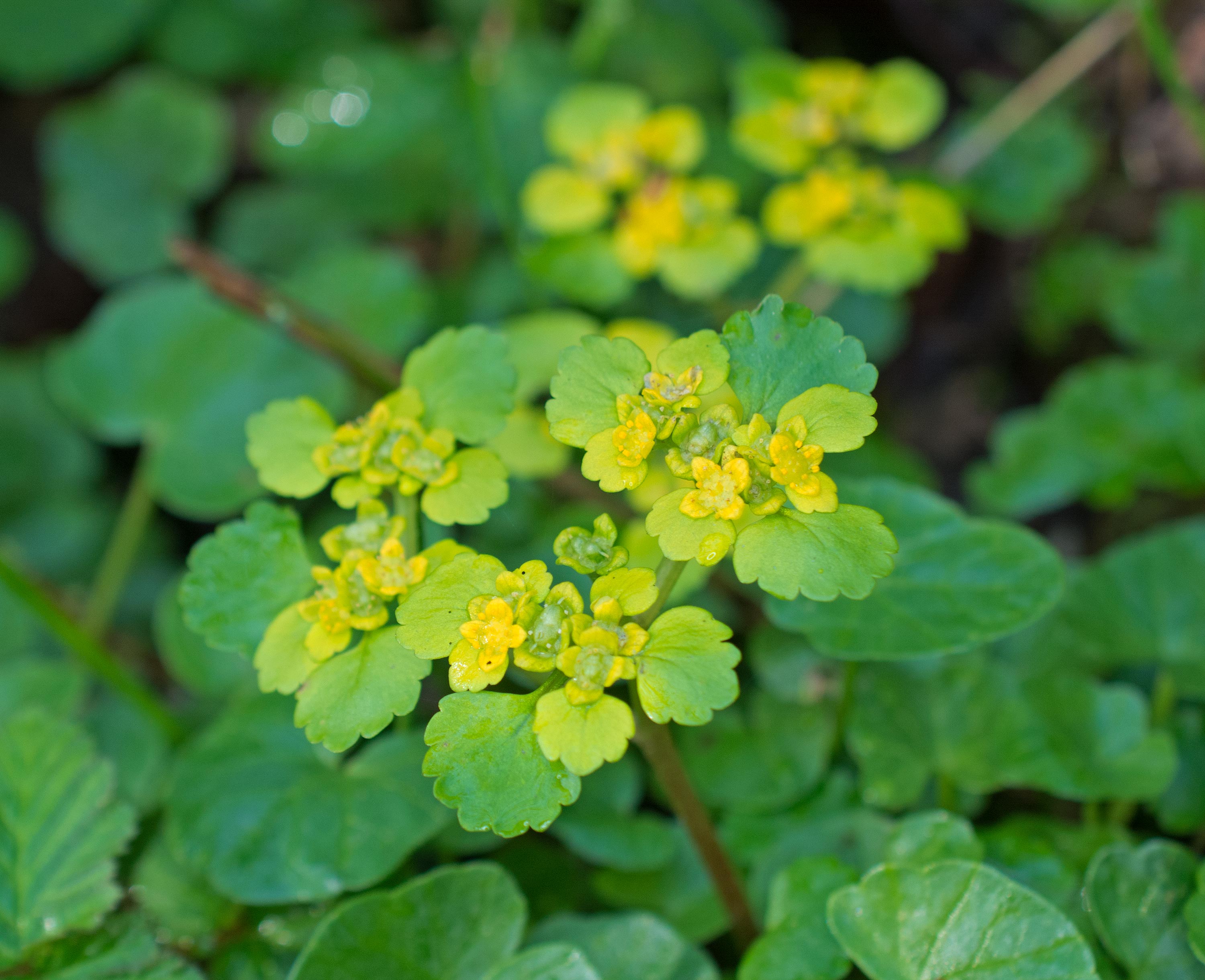 Chrysosplenium alternifolium, Allerums skog (Sweden). Photo: Lars Salomon. CC BY-NC 4.0