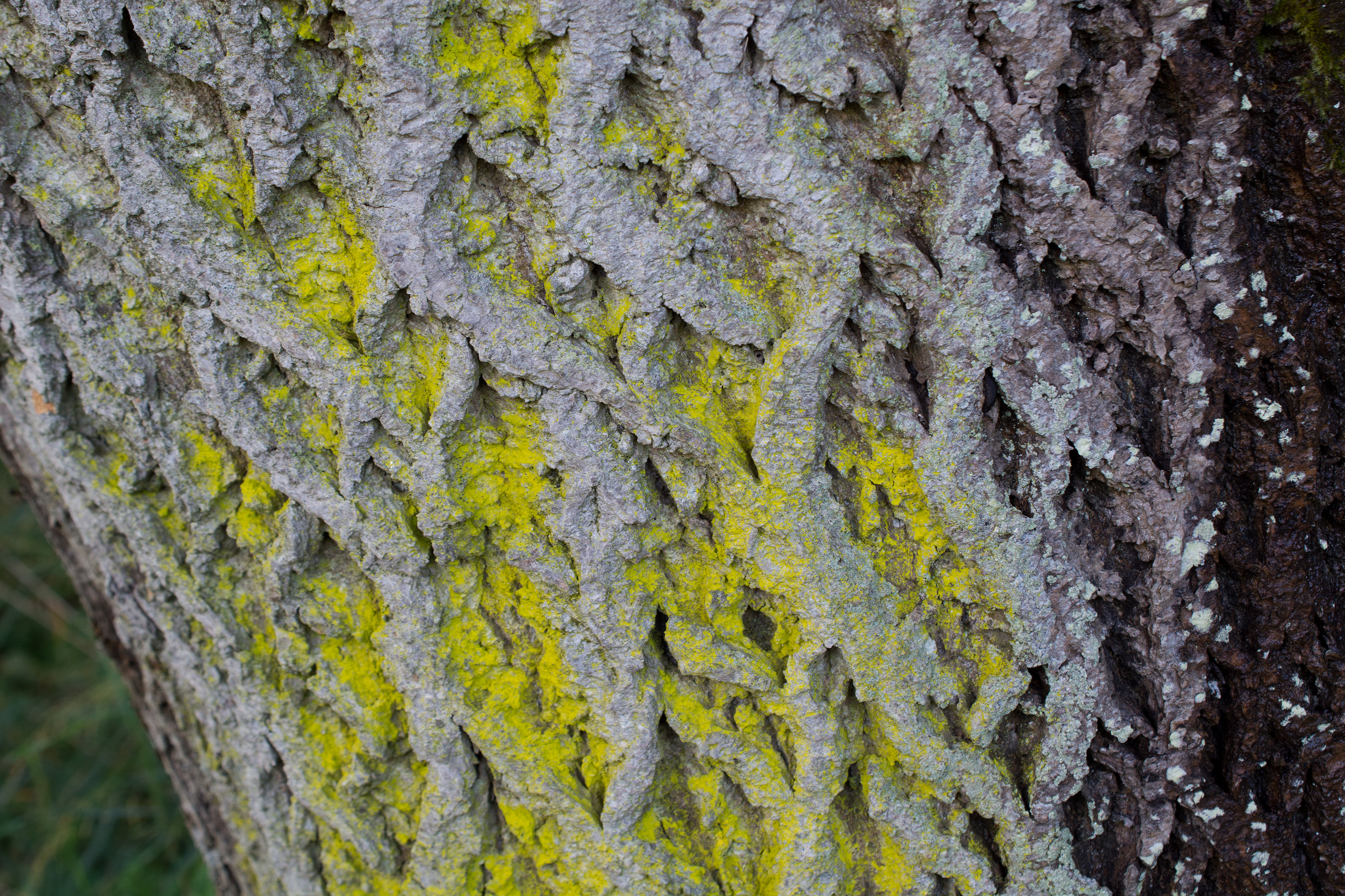 Chrysothrix candelaris, Kullaberg (Sweden). Photo: Lars-Salomon. CC BY-NC 4.0.