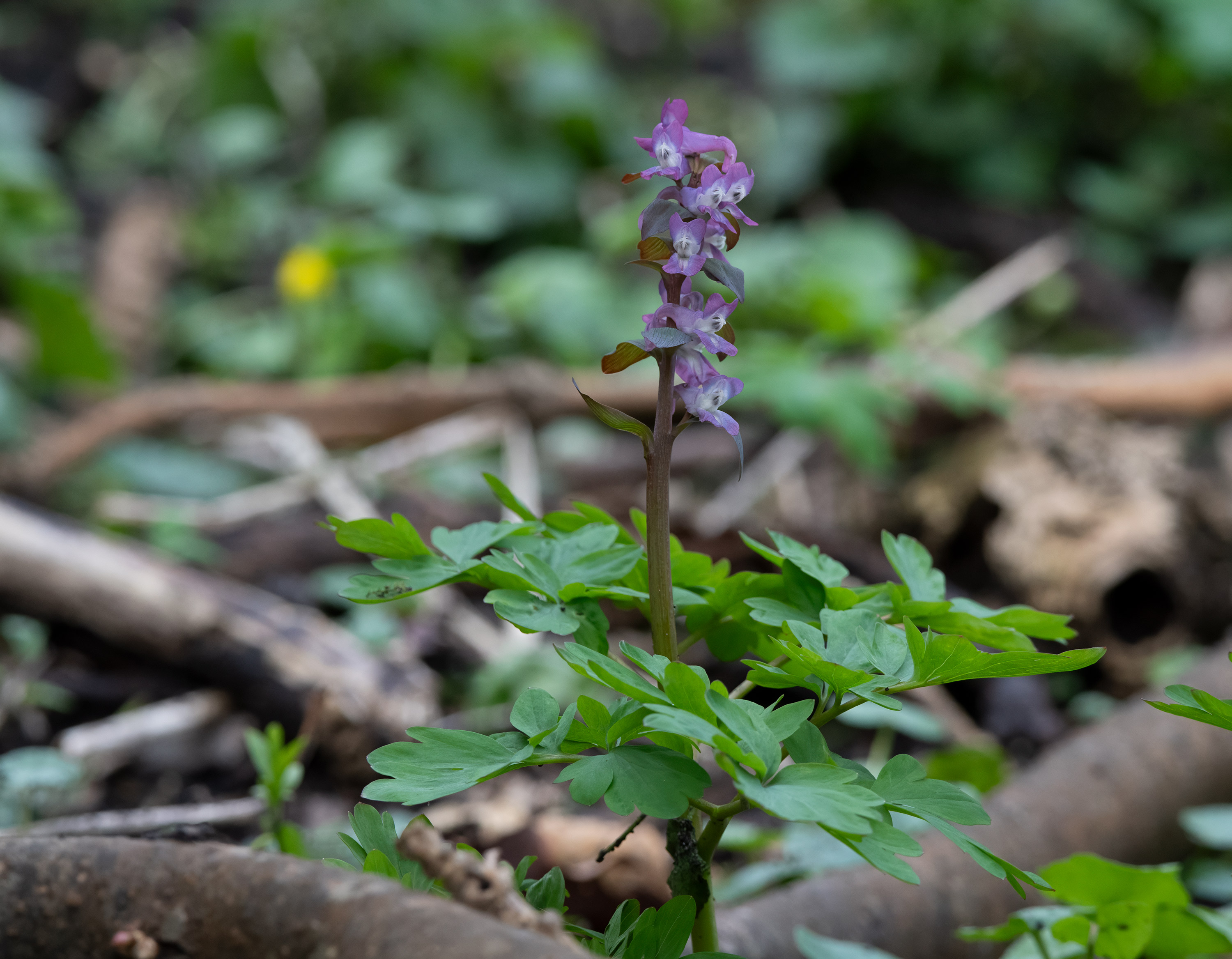 Corydalis cava, Kullaberg (Sweden). Photo: Lars-Salomon. CC BY-NC 4.0