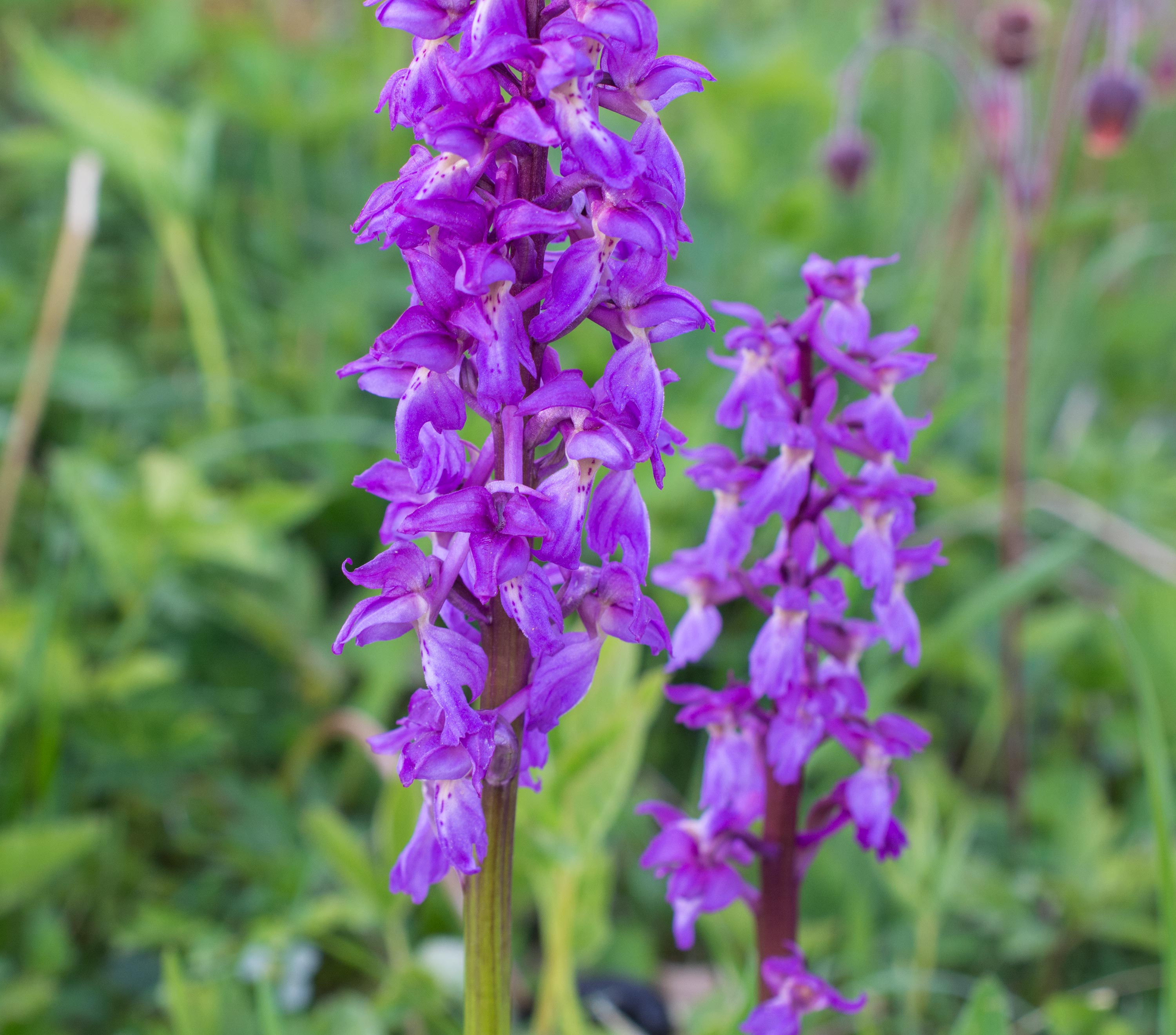 Dactylorhiza majalis subsp. majalis, Hörjel (Sweden). Photo: Lars Salomon. CC BY-NC 4.0