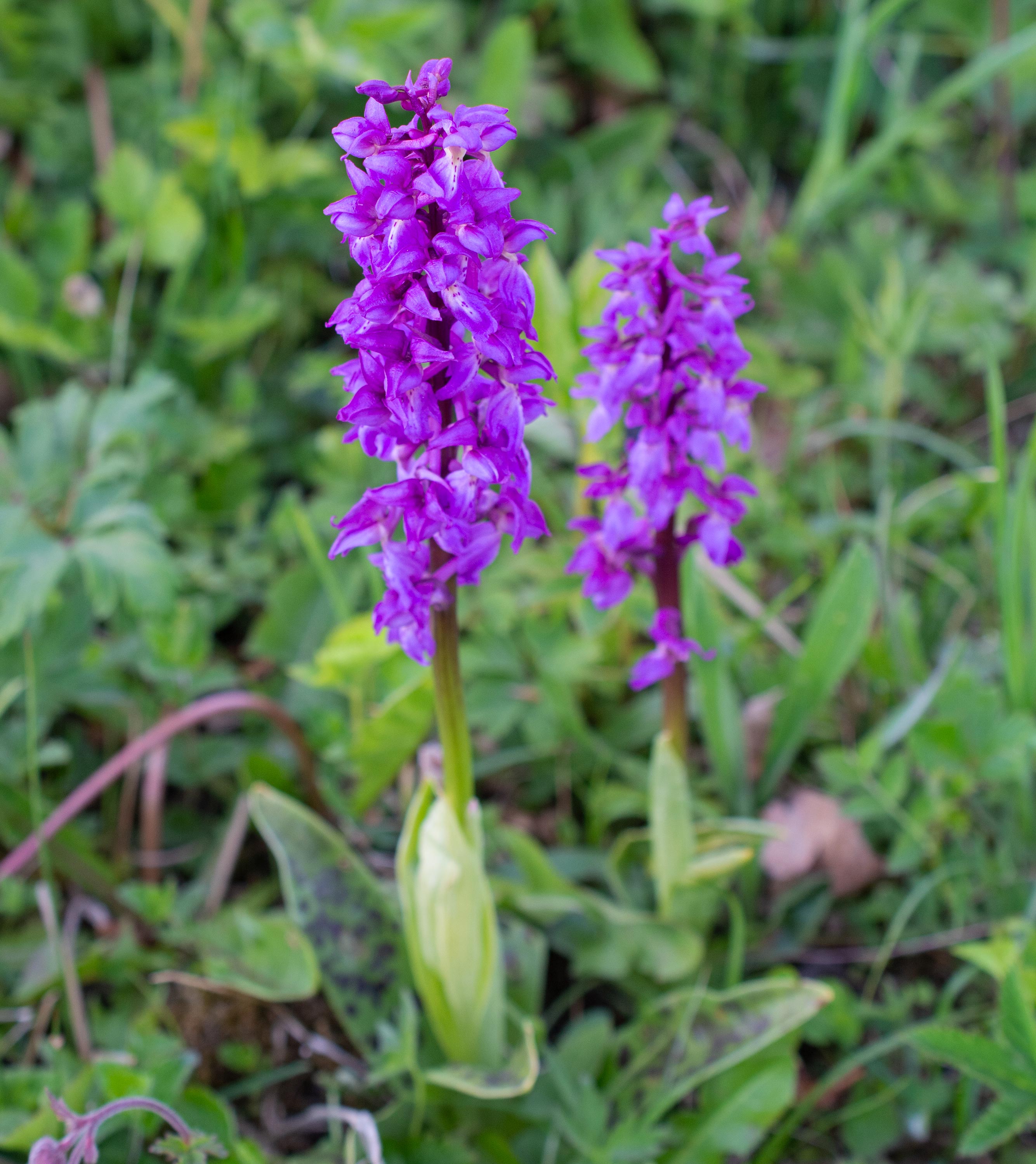 Dactylorhiza majalis subsp. majalis, Hörjel (Sweden). Photo: Lars Salomon. CC BY-NC 4.0