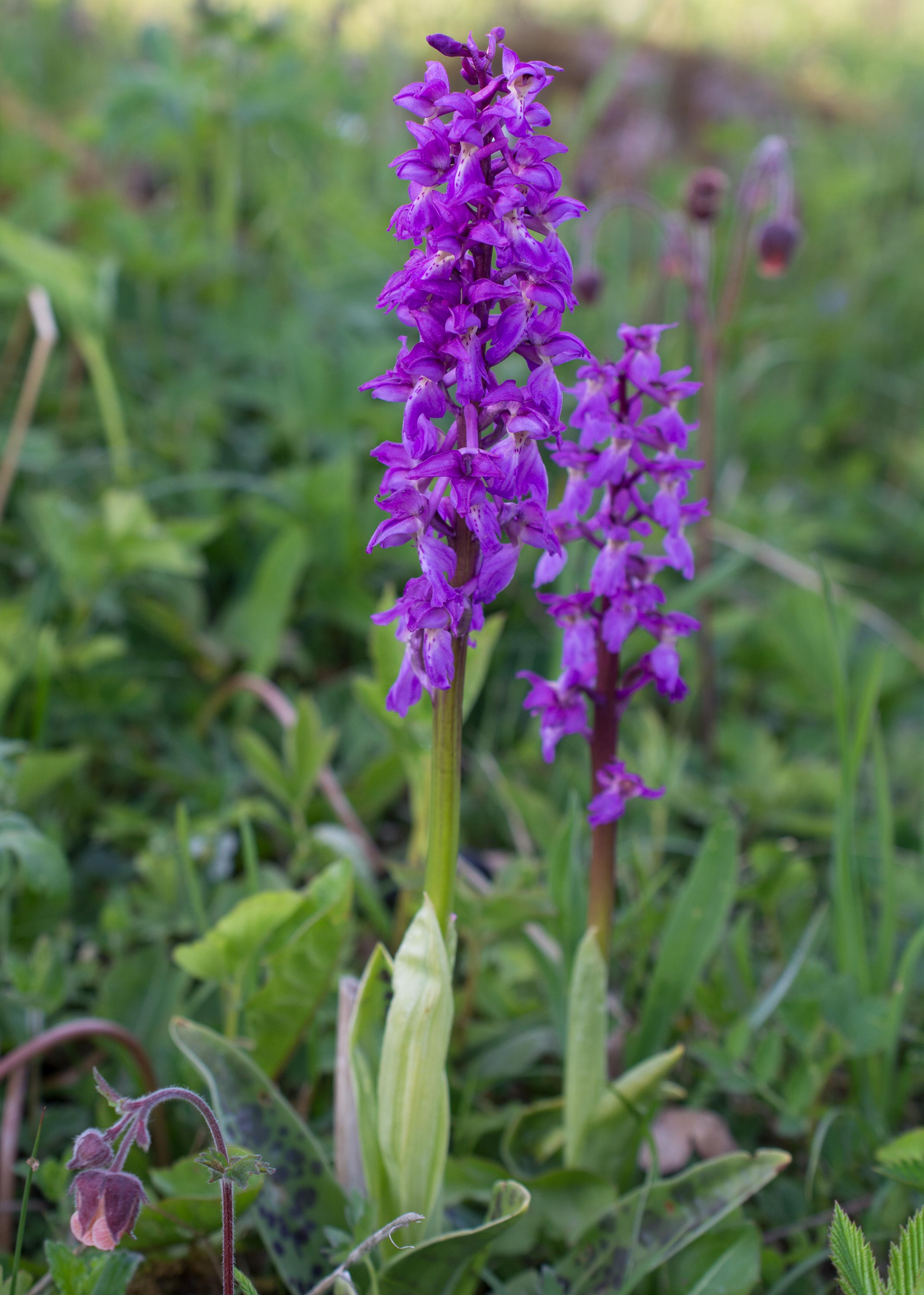 Dactylorhiza majalis subsp. majalis, Hörjel (Sweden). Photo: Lars Salomon. CC BY-NC 4.0