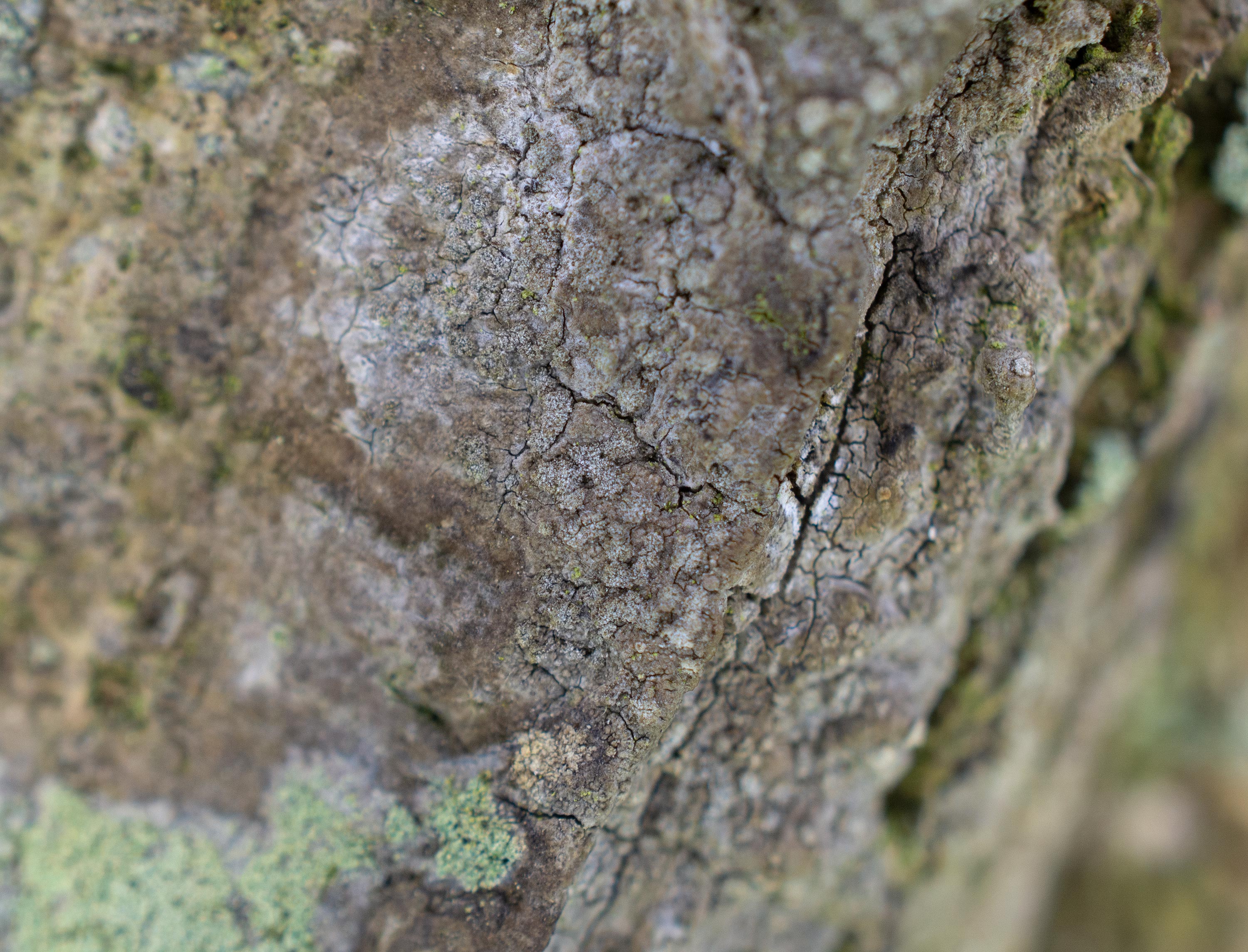 Dendrographa decolorans, Hjälmshults Kungsgård (Sweden). Photo: Lars Salomon. CC BY-NC 4.0.