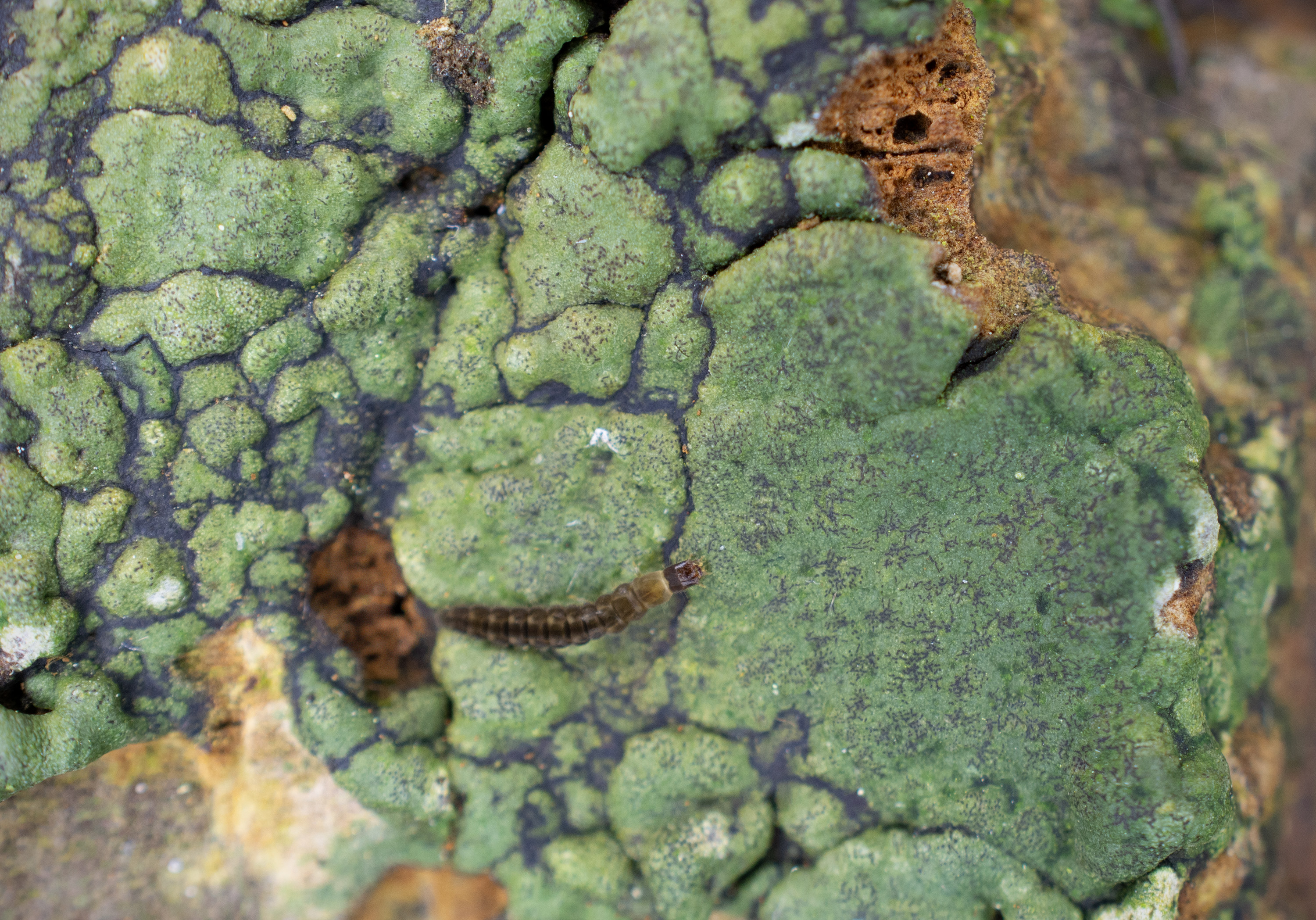 Enterographa hutchinsiae, Kullaberg (Sweden). Photo: Lars Salomon. CC BY-NC 4.0.