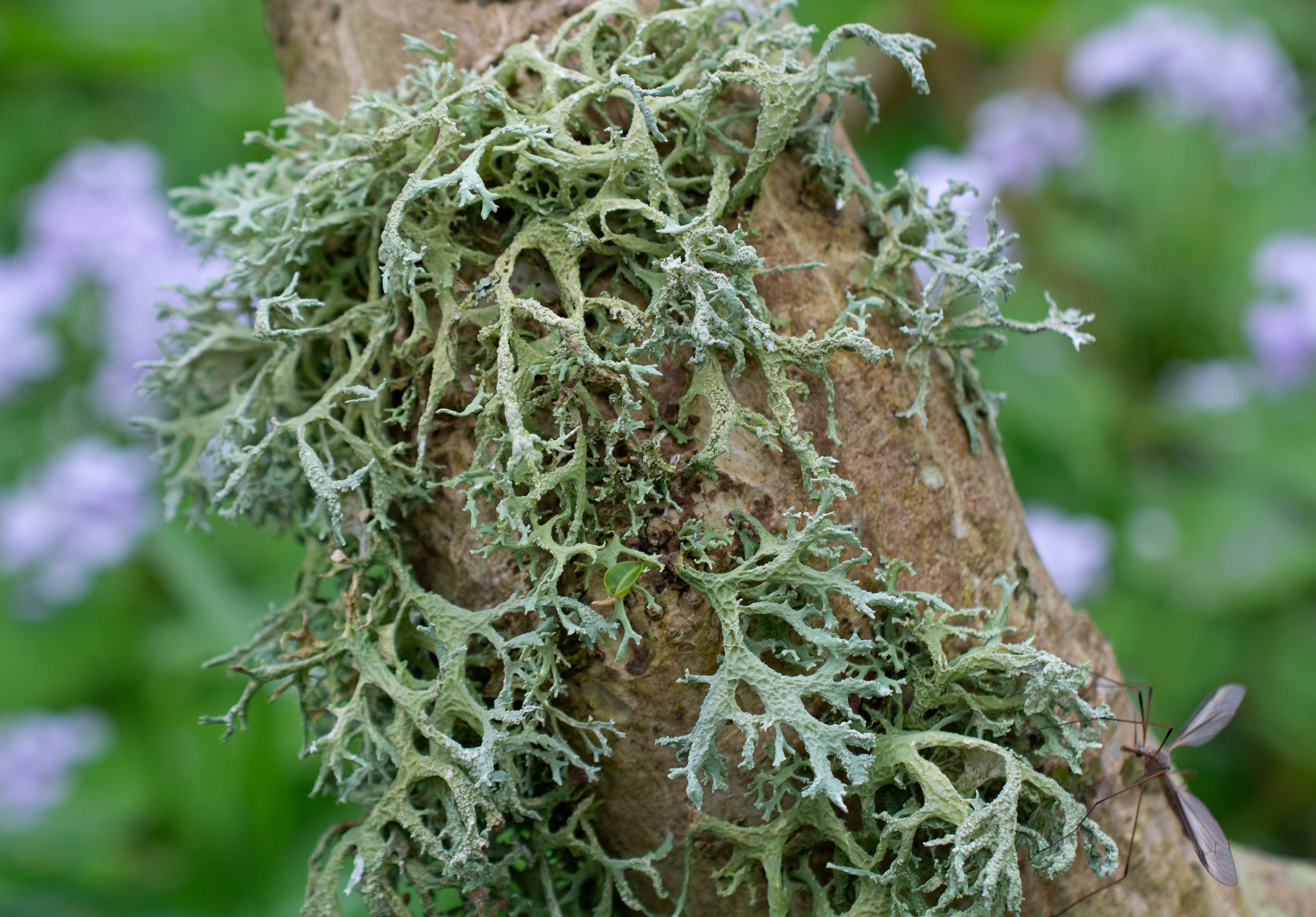 Evernia prunastri, Kullaberg (Sweden). Photo: Lars Salomon. CC BY-NC 4.0.