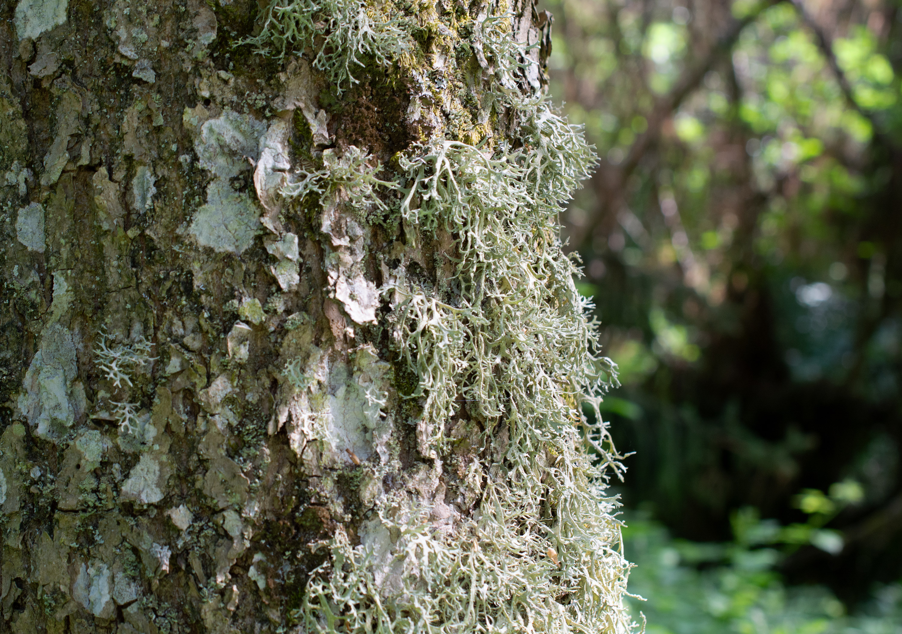 Evernia prunastri, Kullaberg (Sweden). Photo: Lars-Salomon. CC BY-NC 4.0.