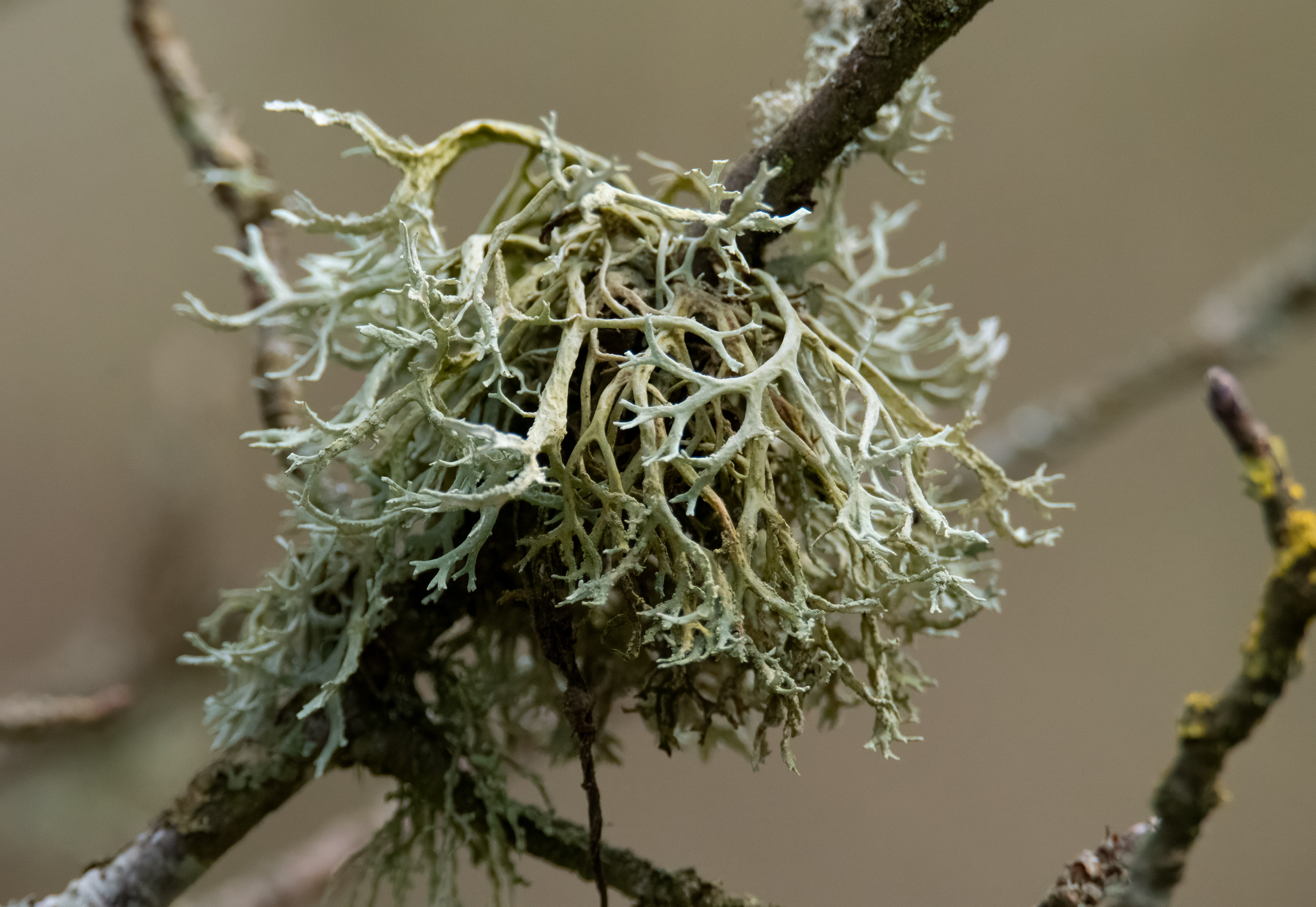 Evernia prunastri, Kullaberg (Sweden). Photo: Lars Salomon. CC BY-NC 4.0.