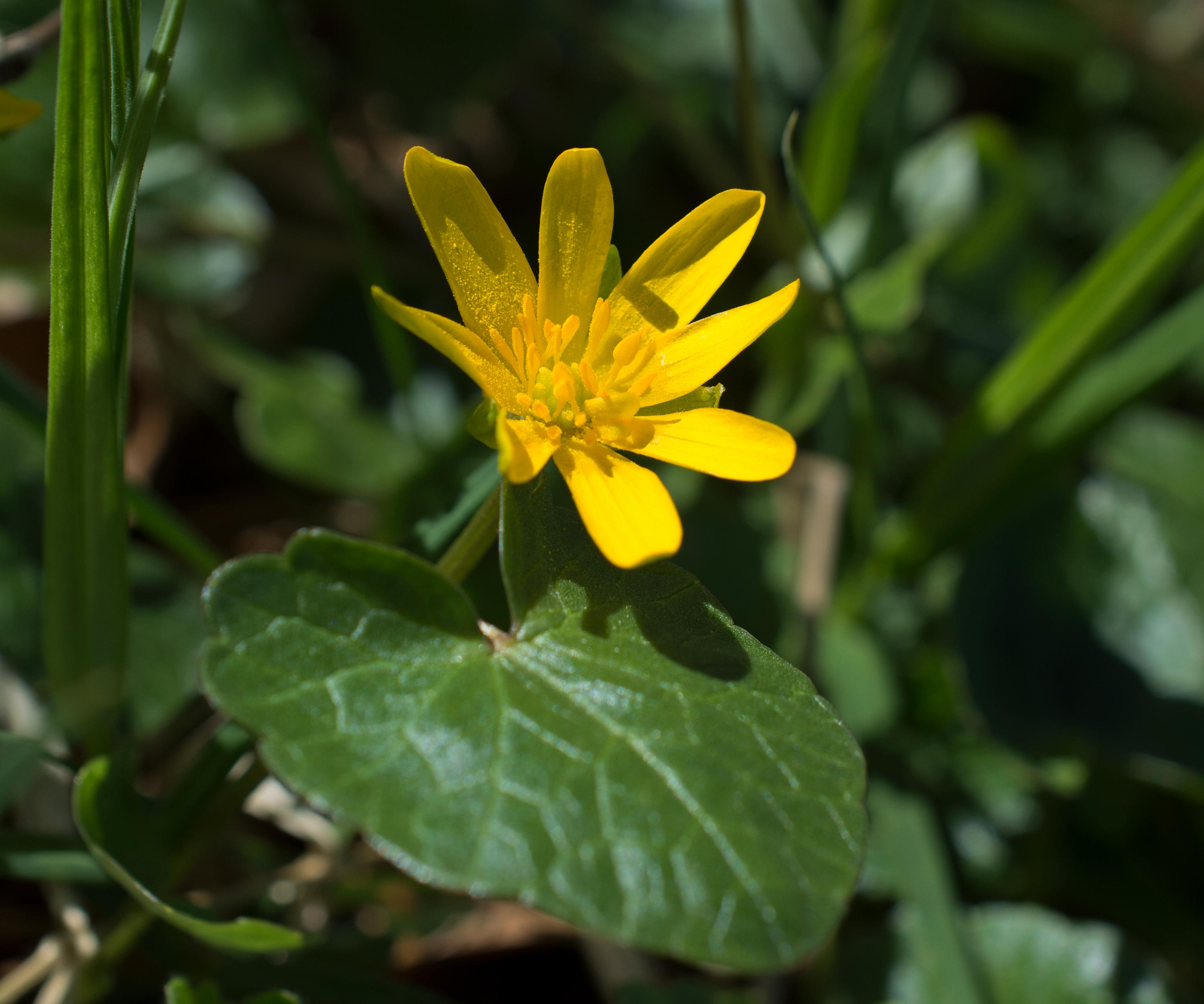 Ficaria verna, Kulla Gunnarstorp (Sweden). Photo: Lars Salomon. CC BY-NC 4.0