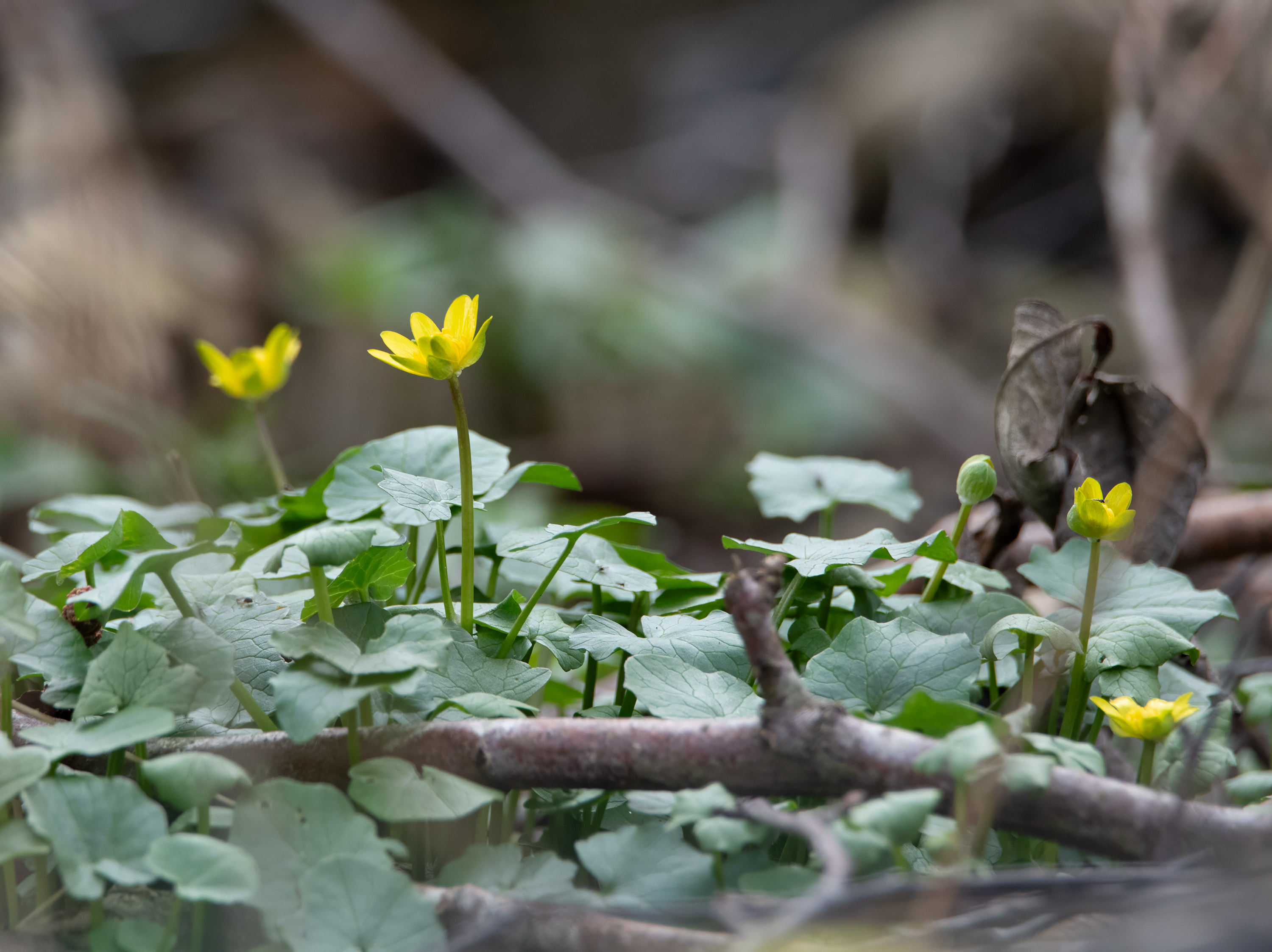 Ficaria verna, Svartefloen (Sweden). Photo: Lars-Salomon. CC BY-NC 4.0