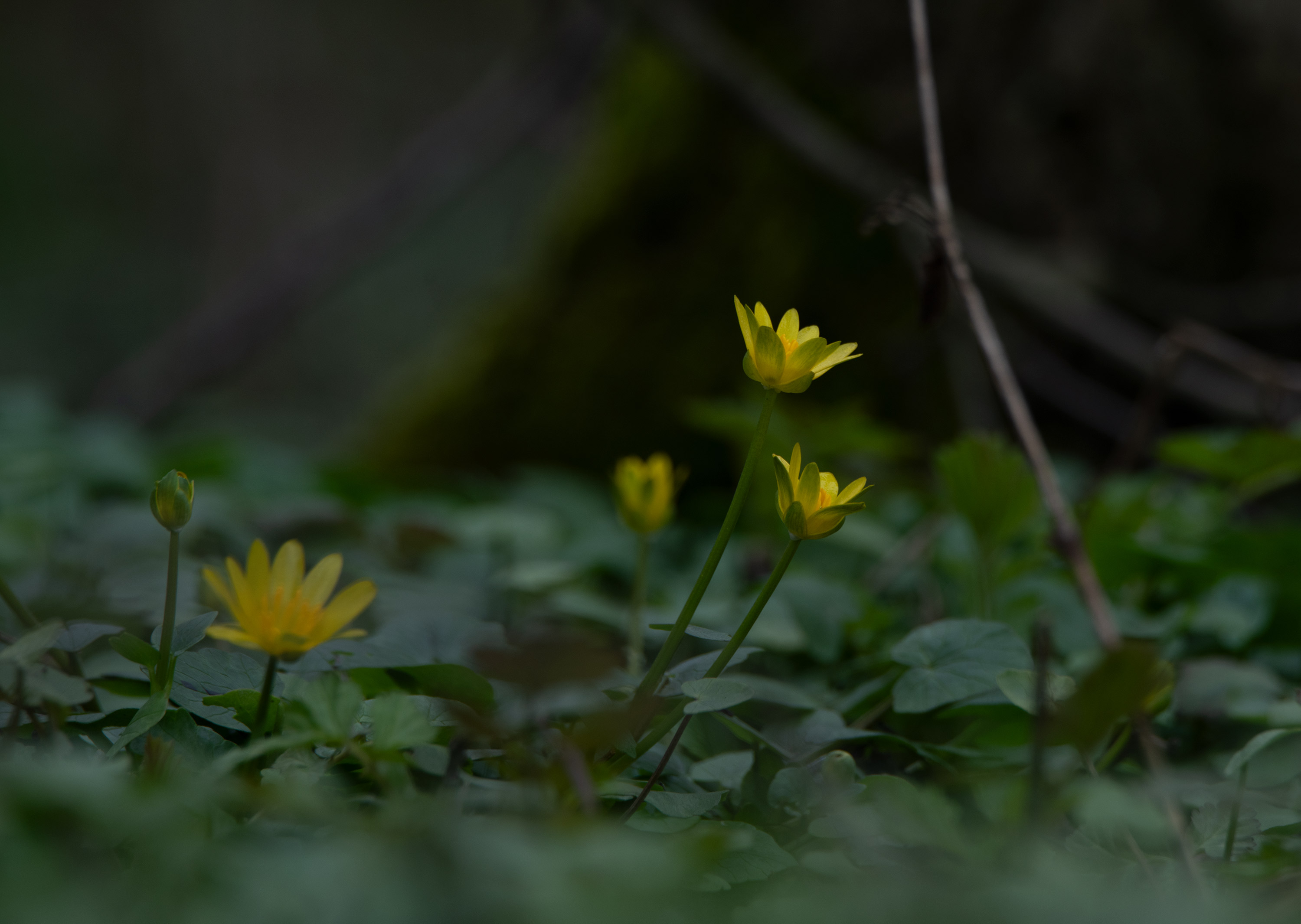 Ficaria verna, Svartefloen (Sweden). Photo: Lars-Salomon. CC BY-NC 4.0