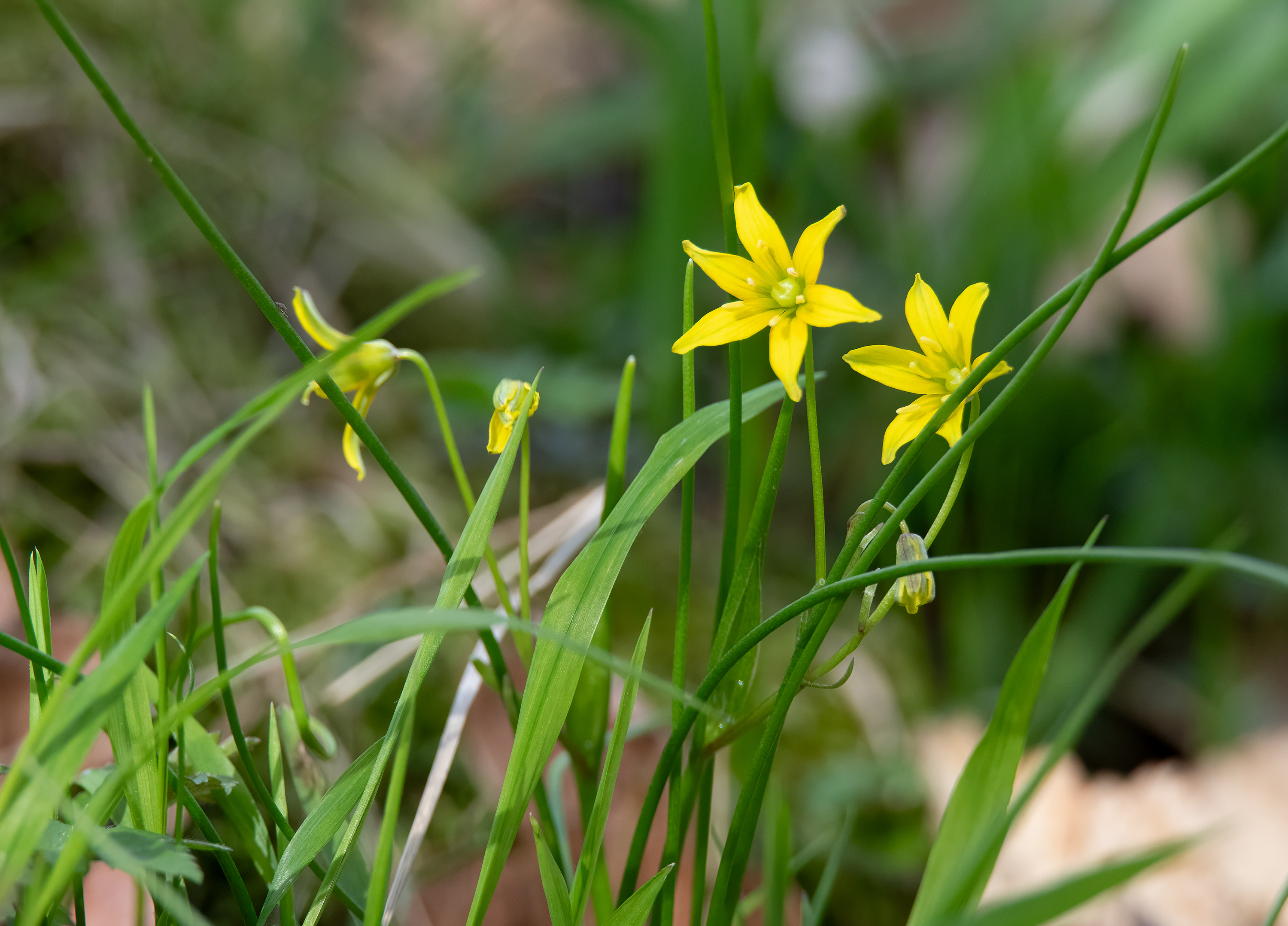 Gagea lutea, Kullaberg (Sweden). Photo: Lars-Salomon. CC BY-NC 4.0