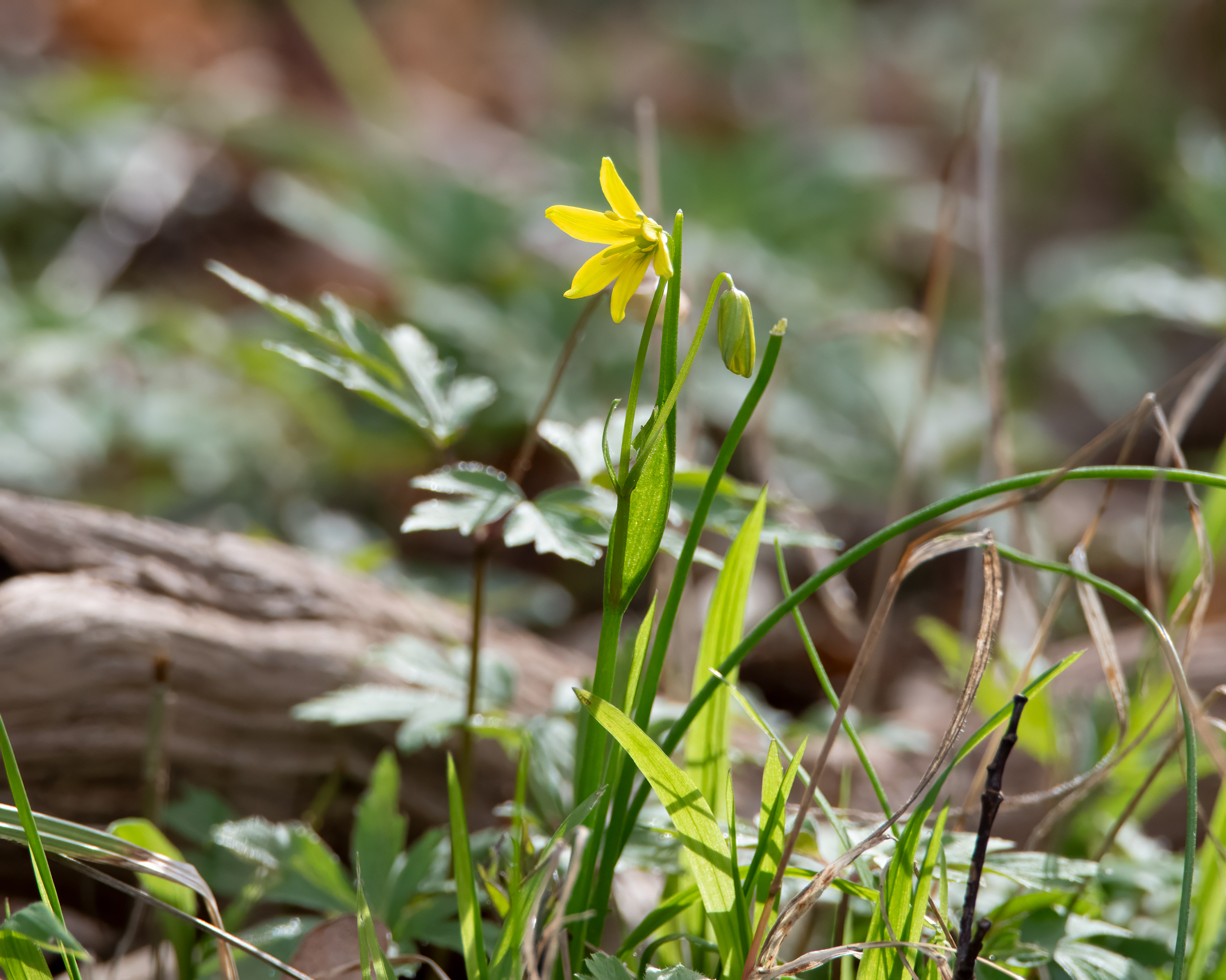 Gagea lutea, Kullaberg (Sweden). Photo: Lars-Salomon. CC BY-NC 4.0