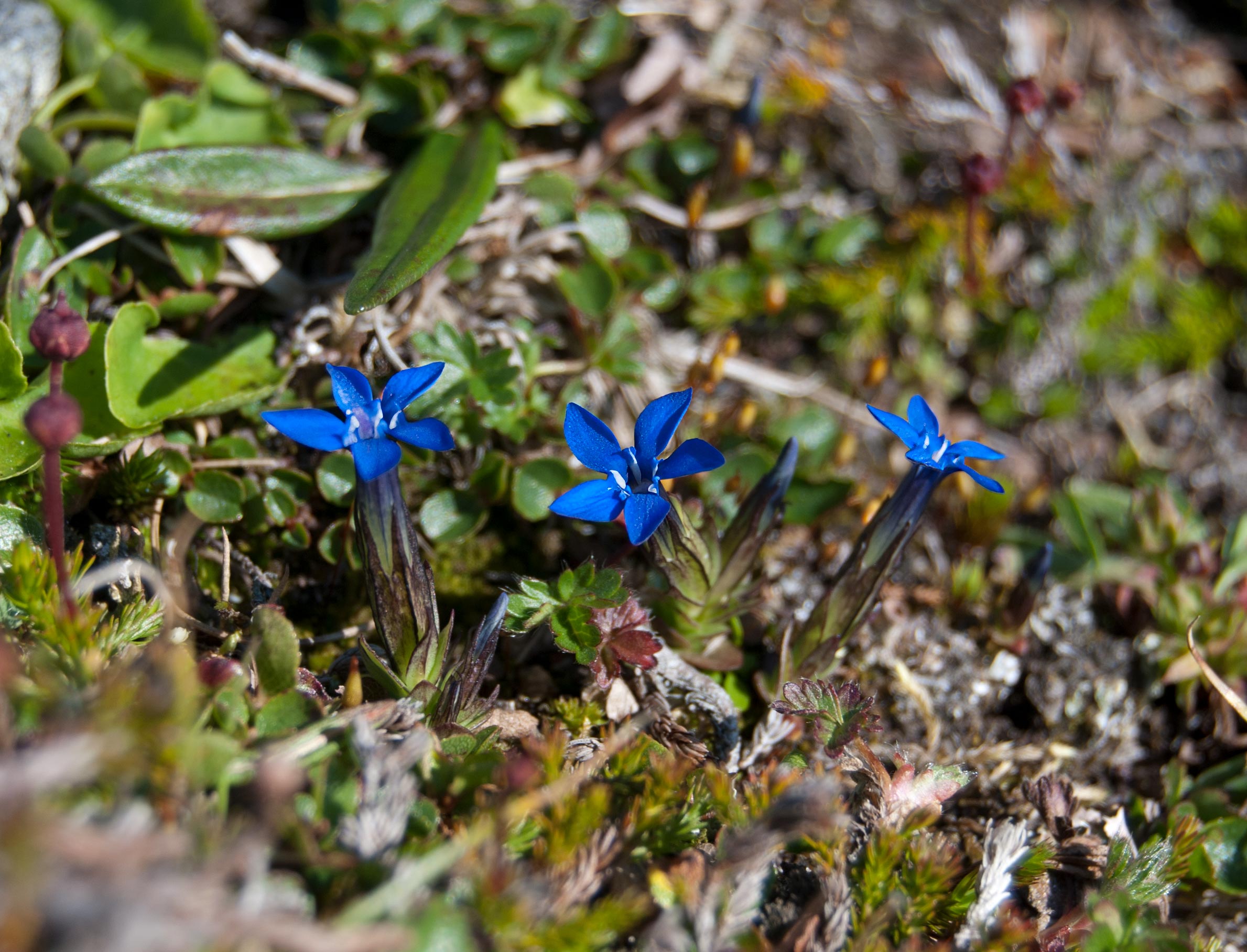 Gentiana nivalis, Helags (Sweden). Photo: Lars Salomon. CC BY-NC 4.0