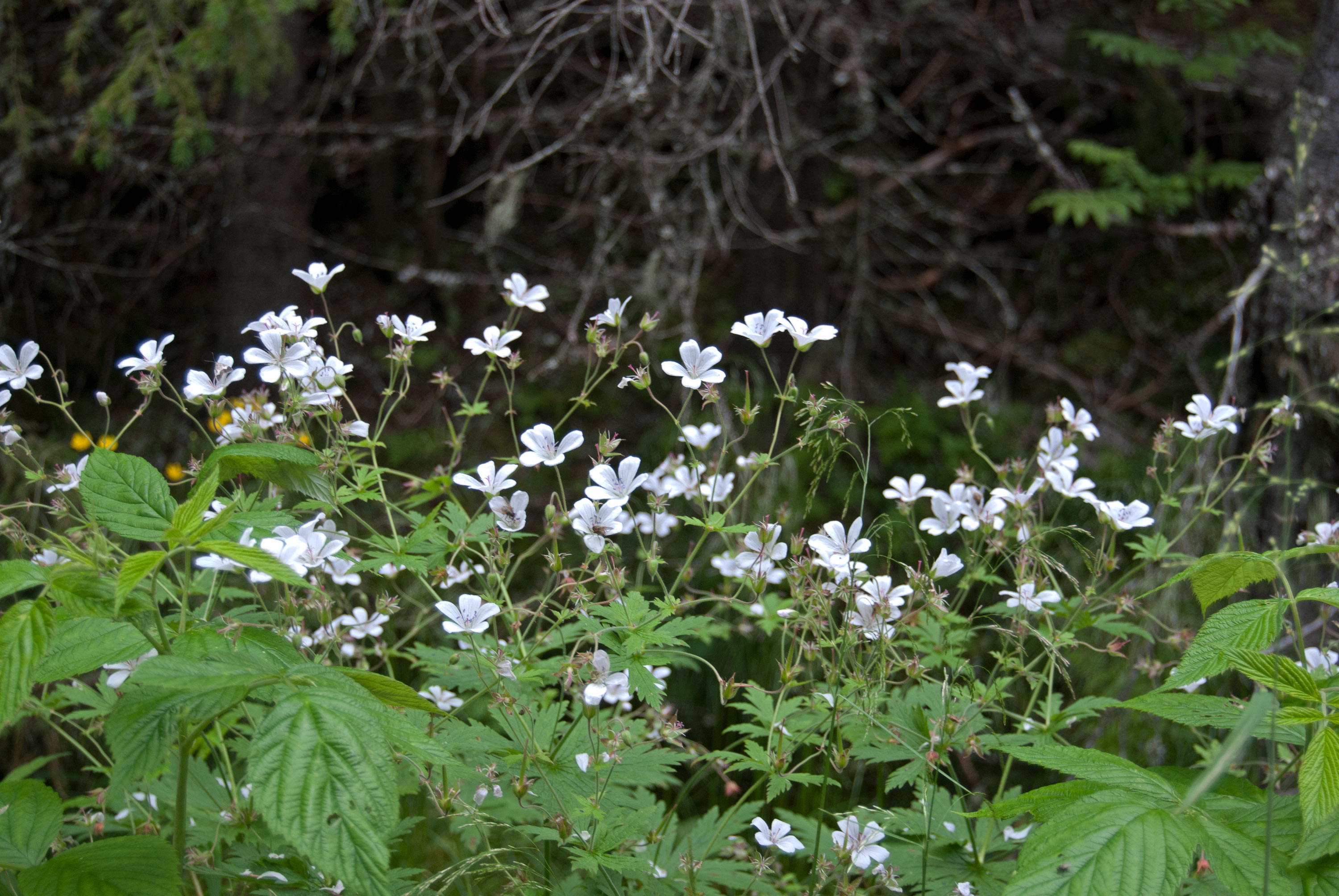 Geranium sylvaticum, Fulufjället (Sweden). Photo: Lars Salomon. CC BY-NC 4.0