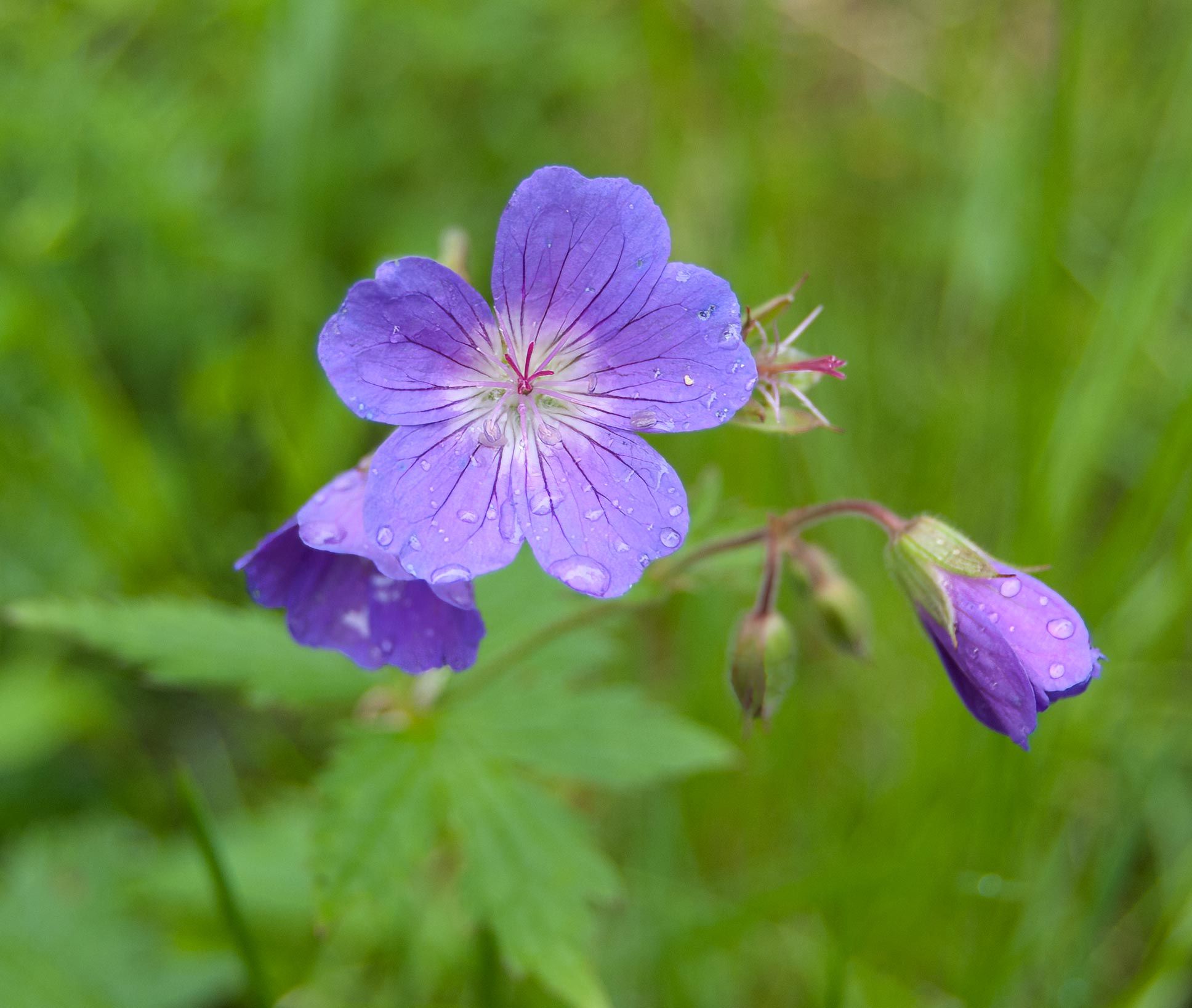 Geranium sylvaticum, Långfjället (Sweden). Photo: Lars Salomon. CC BY-NC 4.0