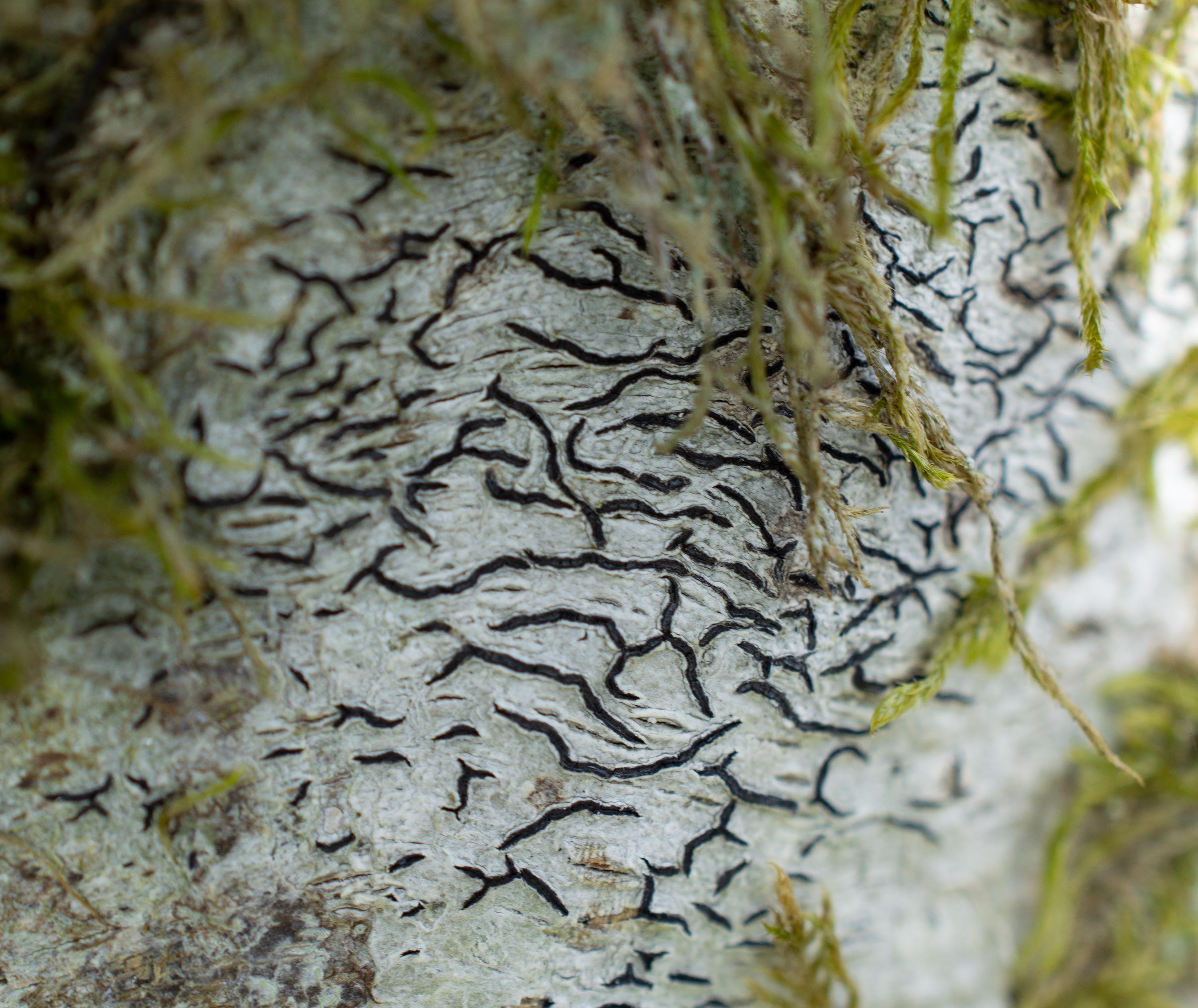 Graphis scripta, Söderåsen National Park (Sweden). Photo: Lars Salomon. CC BY-NC 4.0.