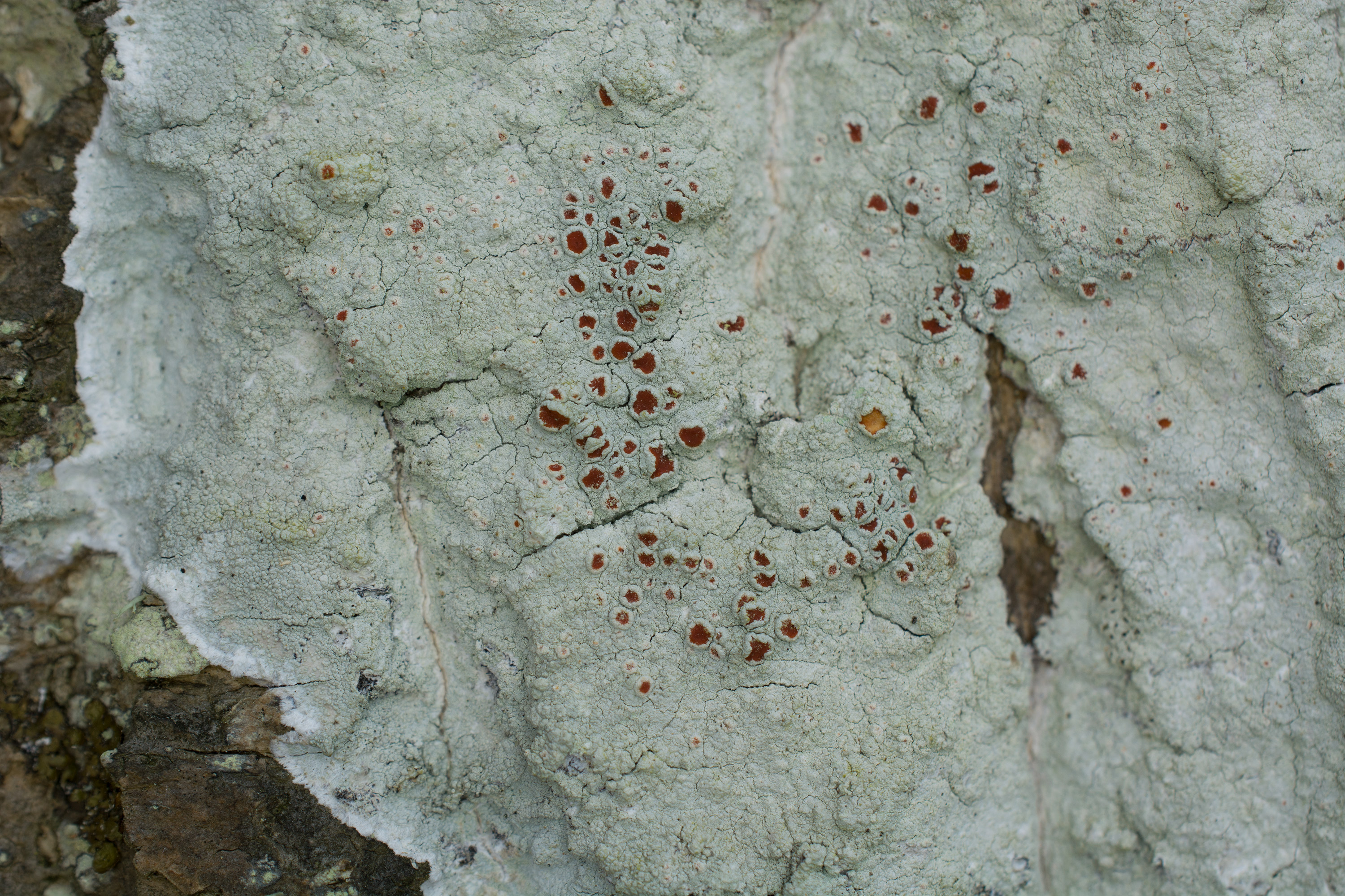 Haematomma ochroleucum, Kullaberg (Sweden). Photo: Lars Salomon. CC BY-NC 4.0.