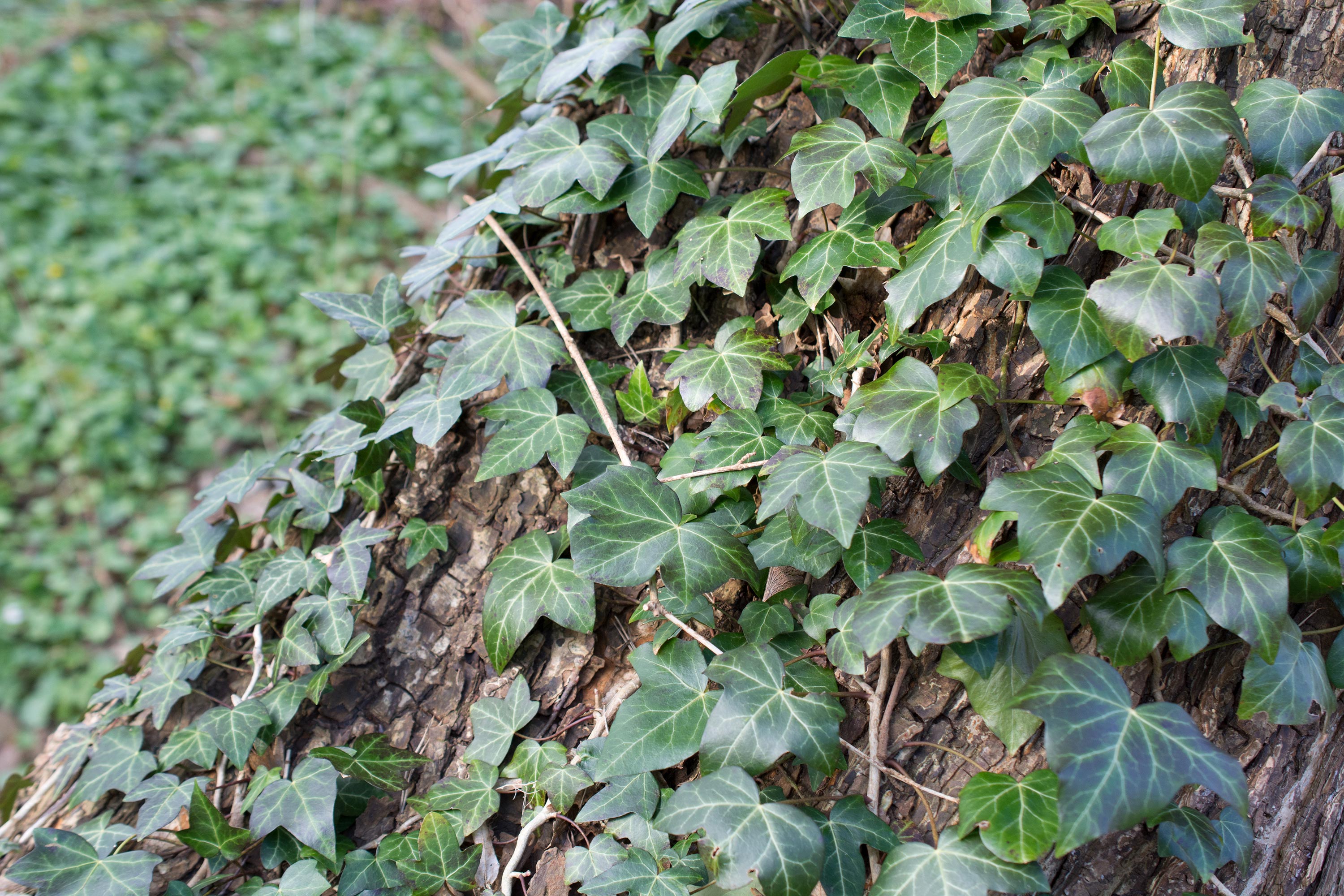 Hedera helix, Kulla Gunnarstorp (Sweden). Photo: Lars Salomon. CC BY-NC 4.0