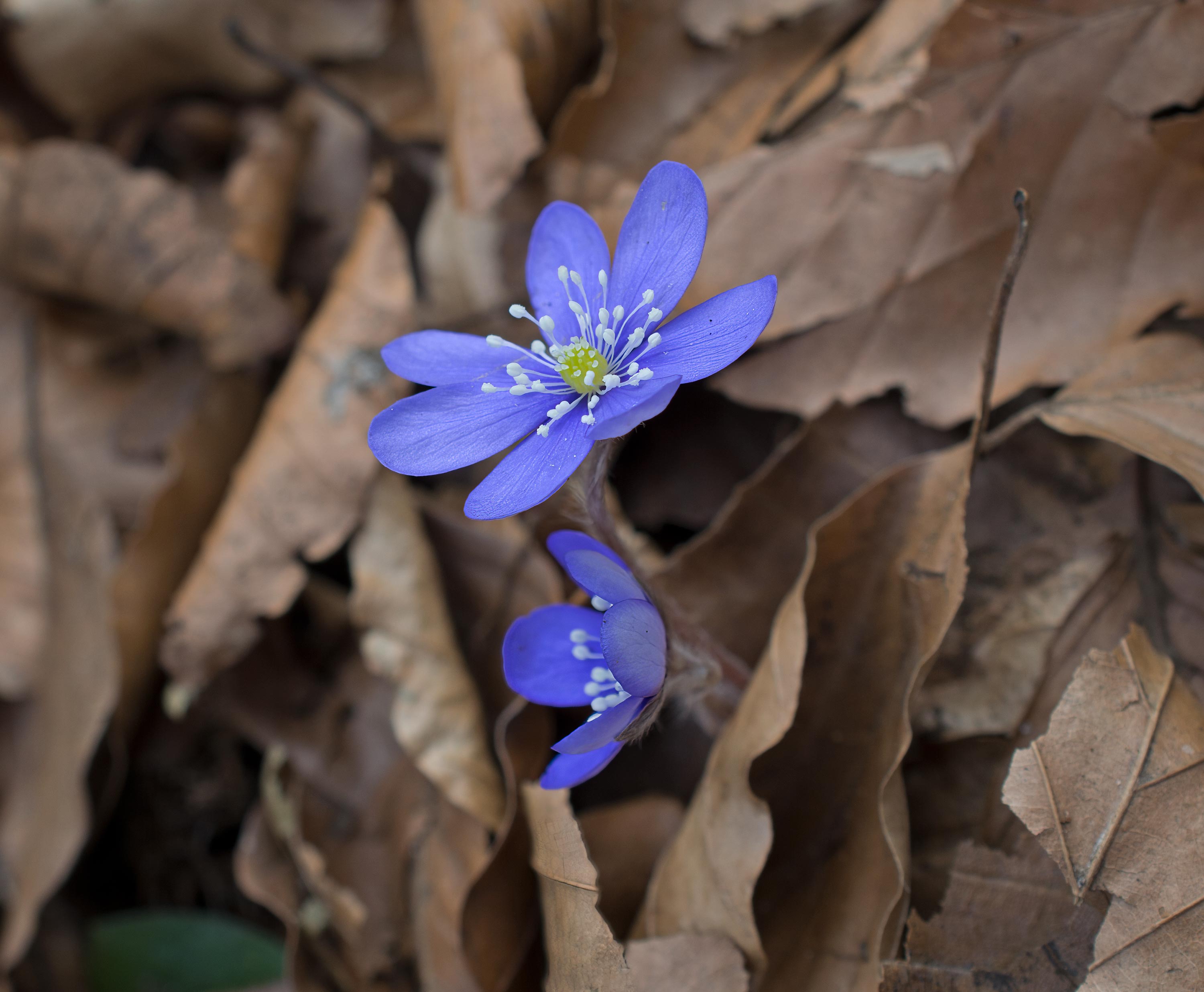 Hepatica nobilis, Söderåsens NP (Sweden). Photo: Lars Salomon. CC BY-NC 4.0