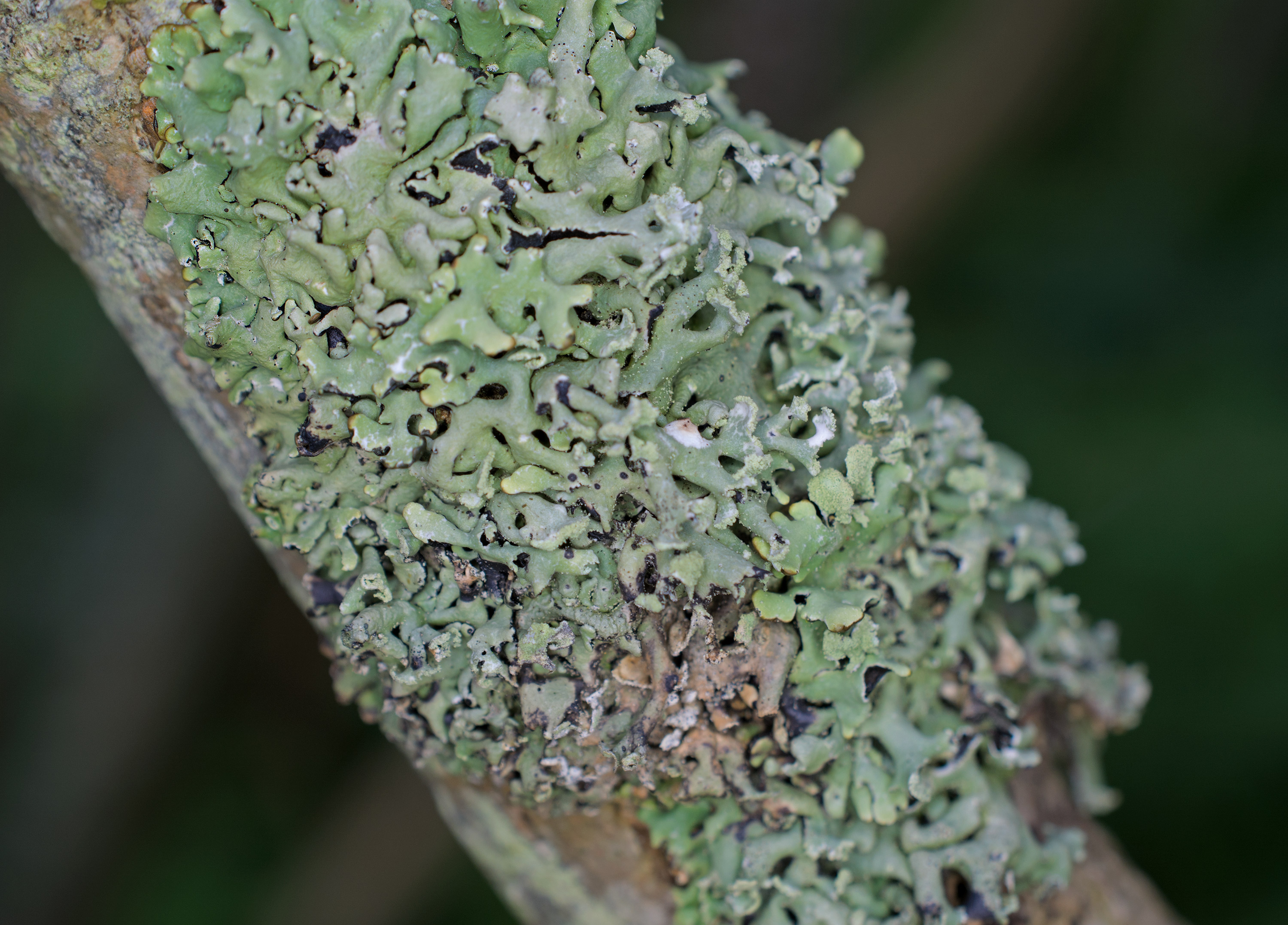 Hypogymnia physodes, Kullaberg (Sweden). Photo: Lars Salomon. CC BY-NC 4.0.