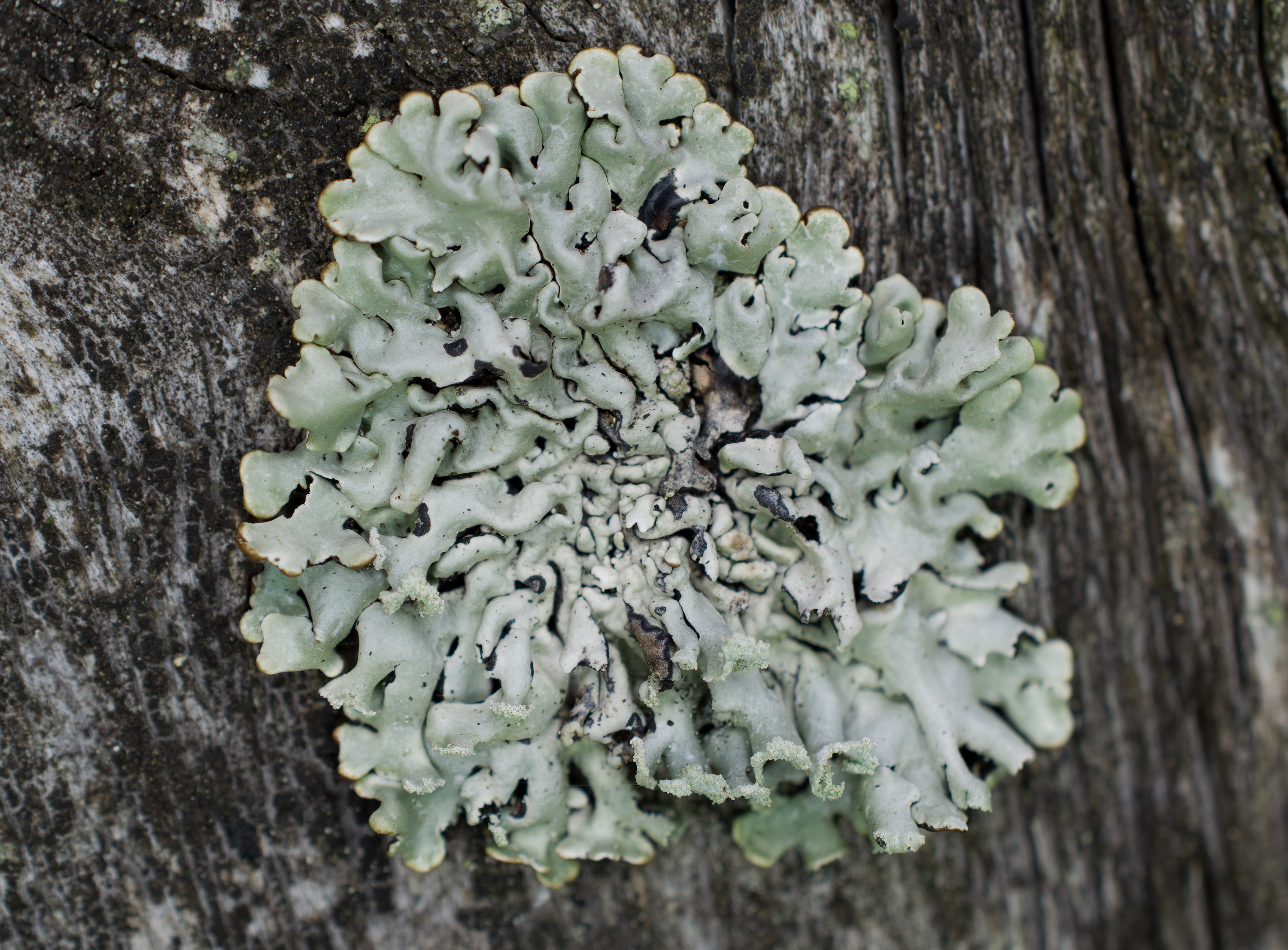 Hypogymnia physodes, Kullaberg (Sweden). Photo: Lars-Salomon. CC BY-NC 4.0.