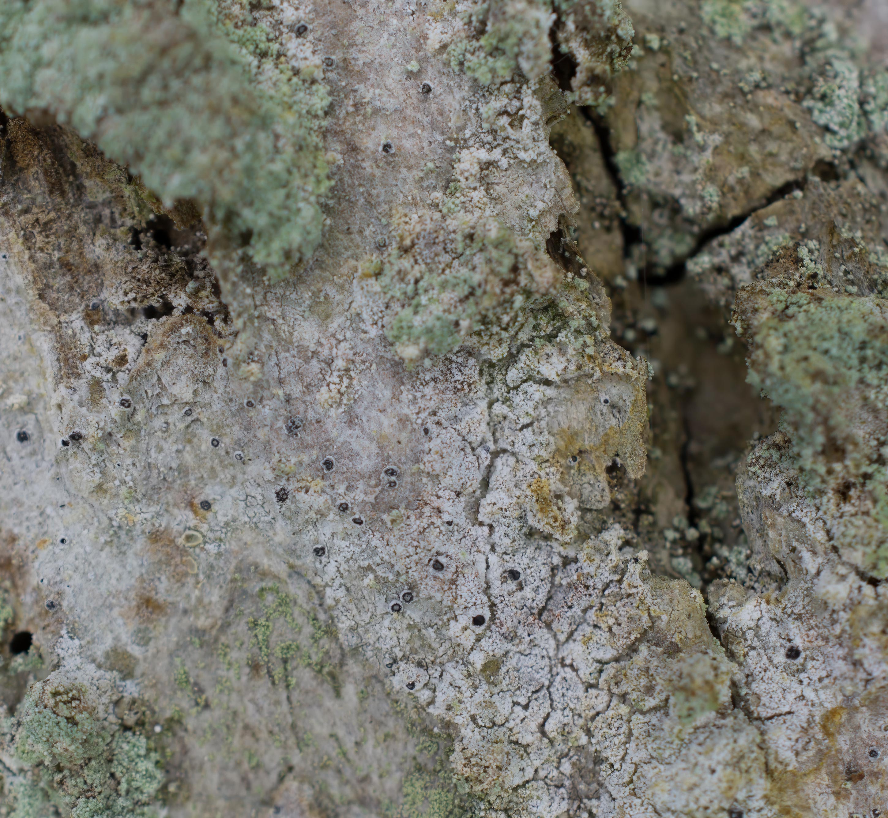 Inoderma byssaceum, Dalby Söderskog National Park (Sweden). Photo: Lars Salomon. CC BY-NC 4.0.