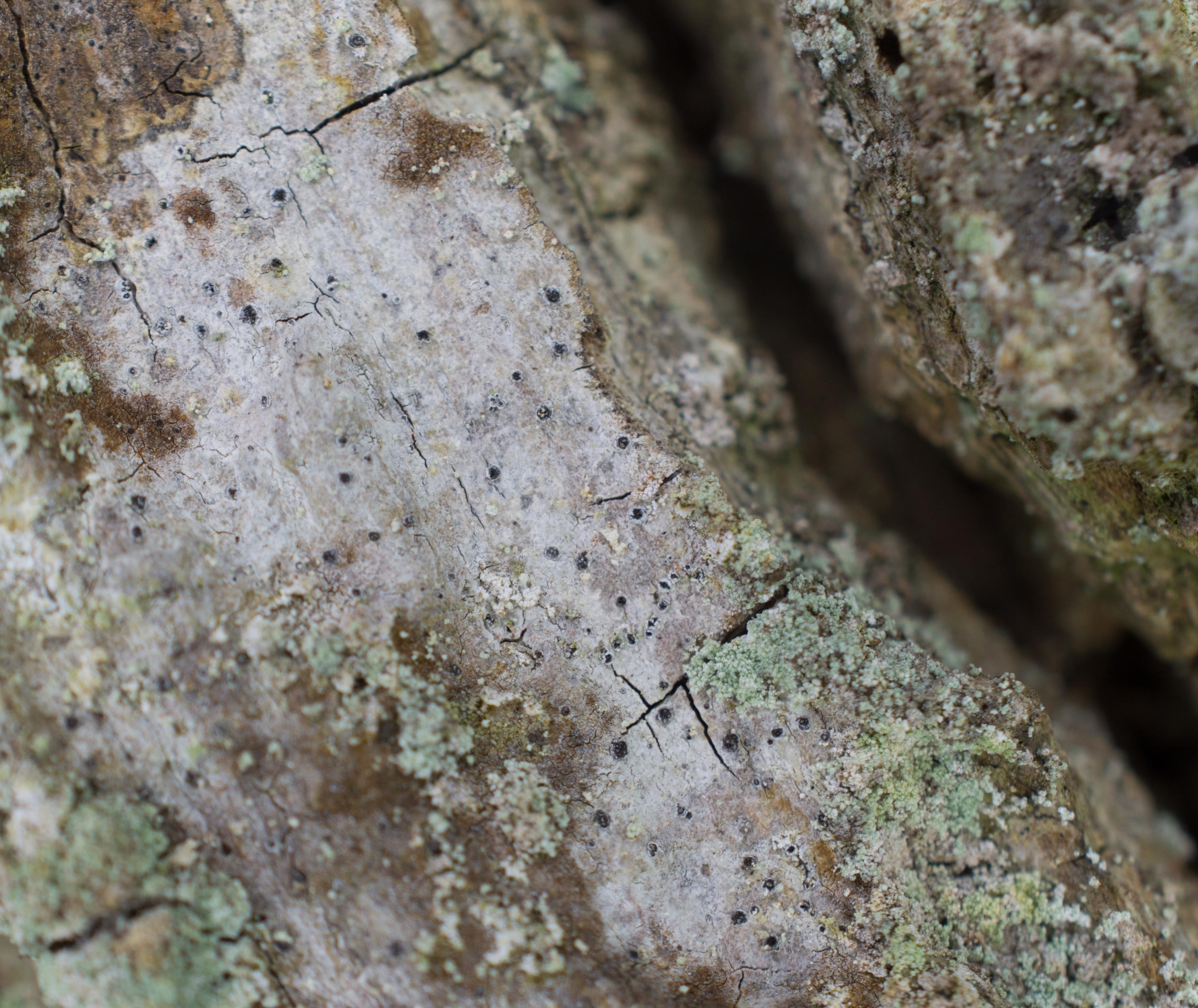 Inoderma byssaceum, Dalby Söderskog National Park (Sweden). Photo: Lars Salomon. CC BY-NC 4.0.