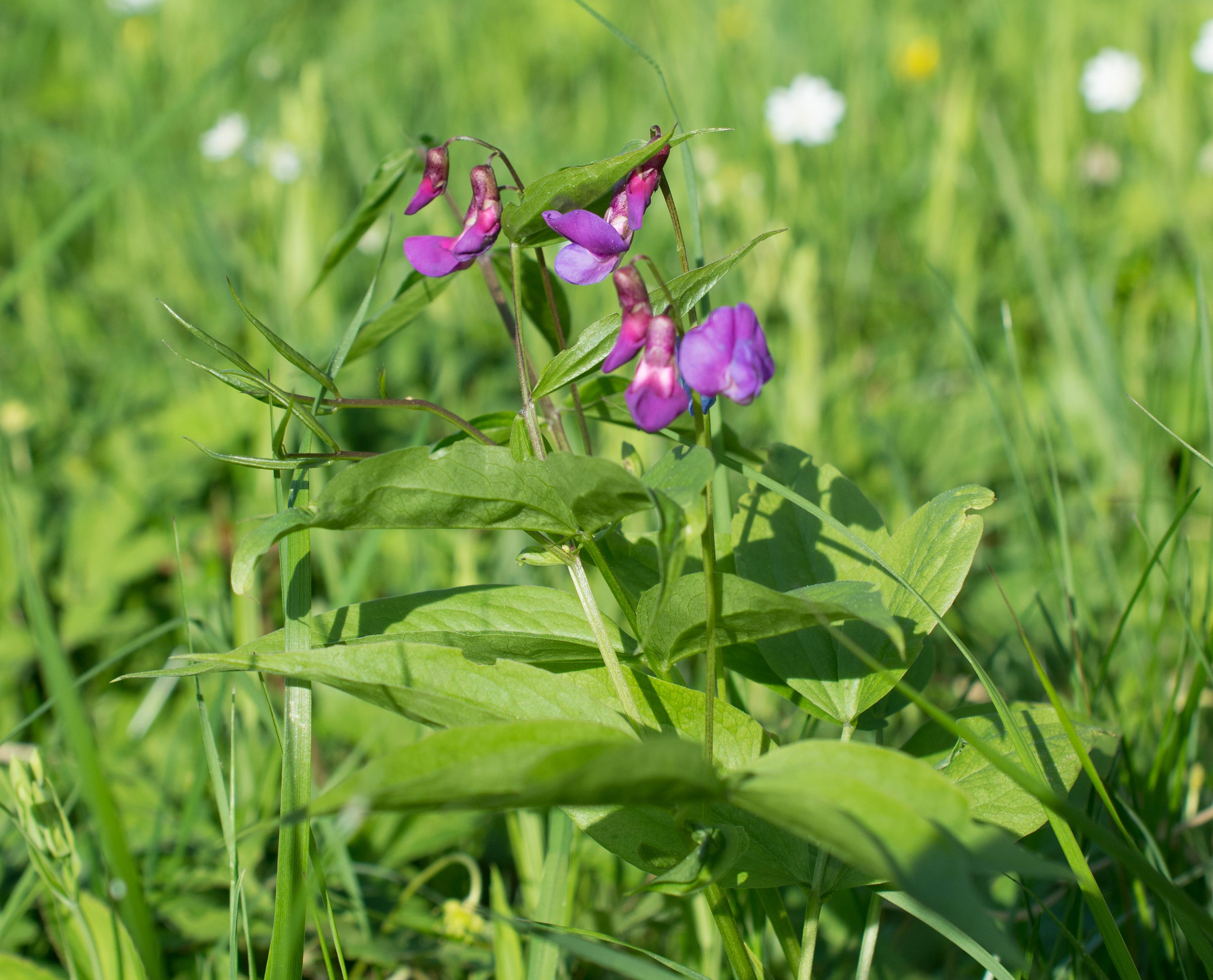 Lathyrus vernus, Hörjel (Sweden). Photo: Lars Salomon. CC BY-NC 4.0