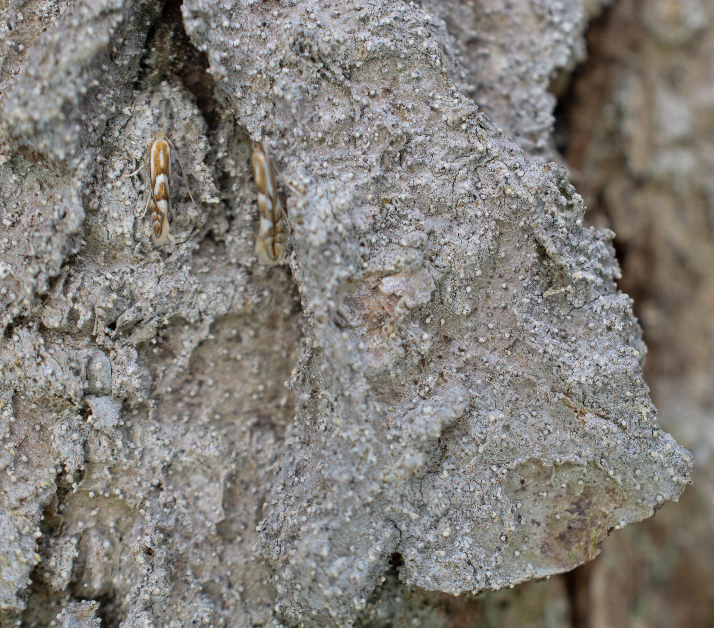 Lecanactis abietina, Allerums skog (Sweden). Photo: Lars Salomon. CC BY-NC 4.0.