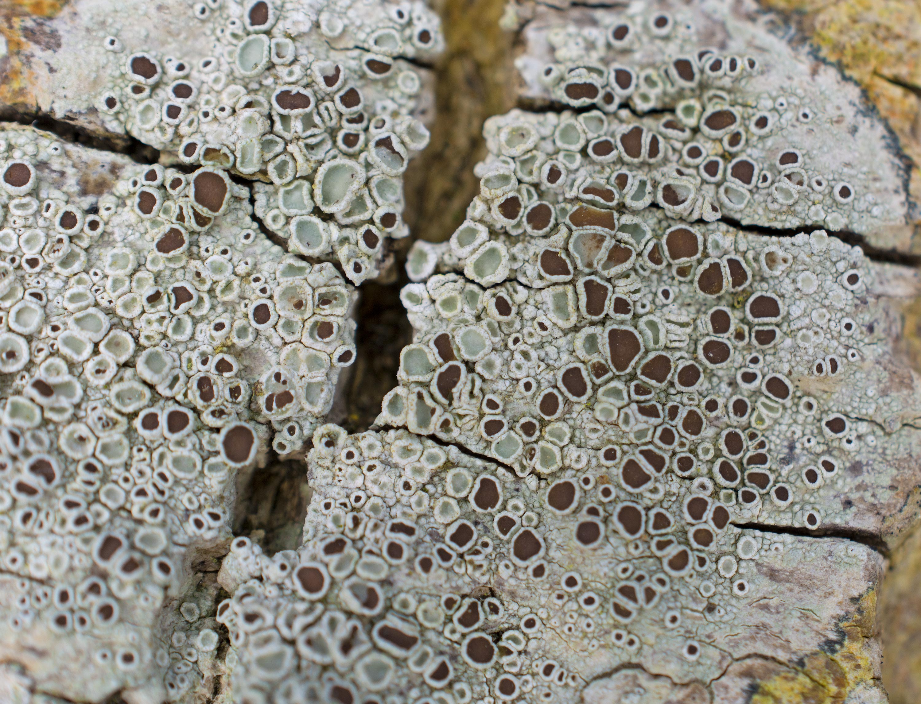 Lecanora argentata, Christinelunds ädellövskog (Sweden). Photo: Lars Salomon. CC BY-NC 4.0.