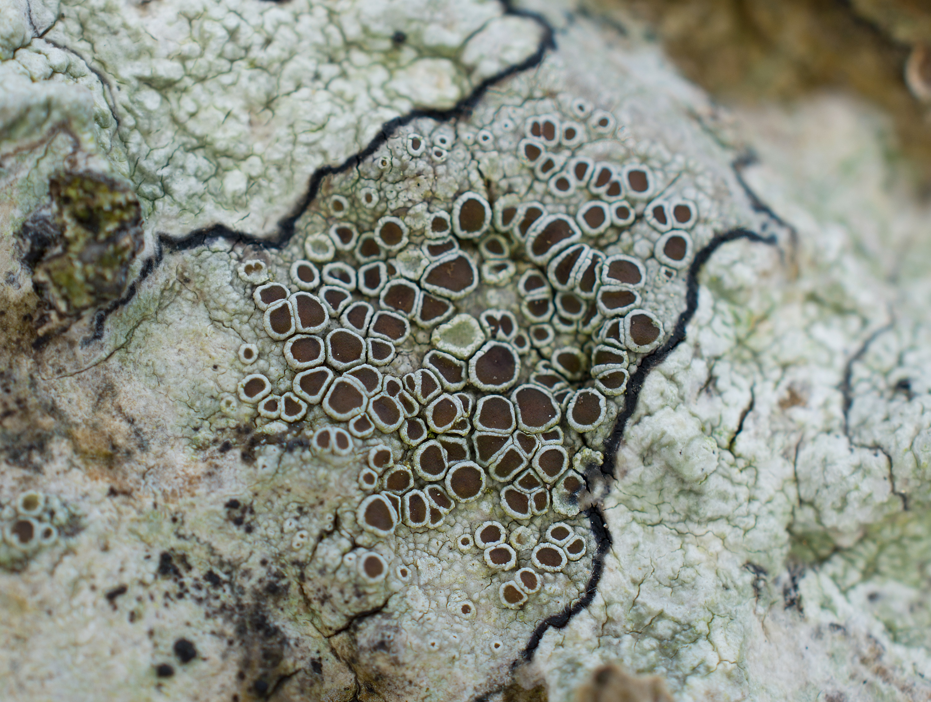 Lecanora argentata, Kullaberg (Sweden). Photo: Lars Salomon. CC BY-NC 4.0.