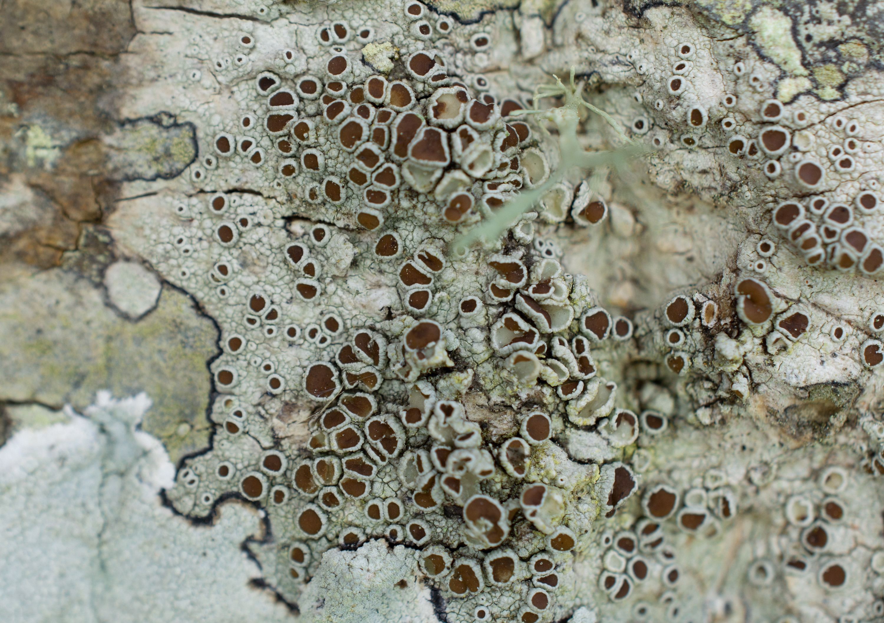 Lecanora argentata, Kullaberg (Sweden). Photo: Lars Salomon. CC BY-NC 4.0.