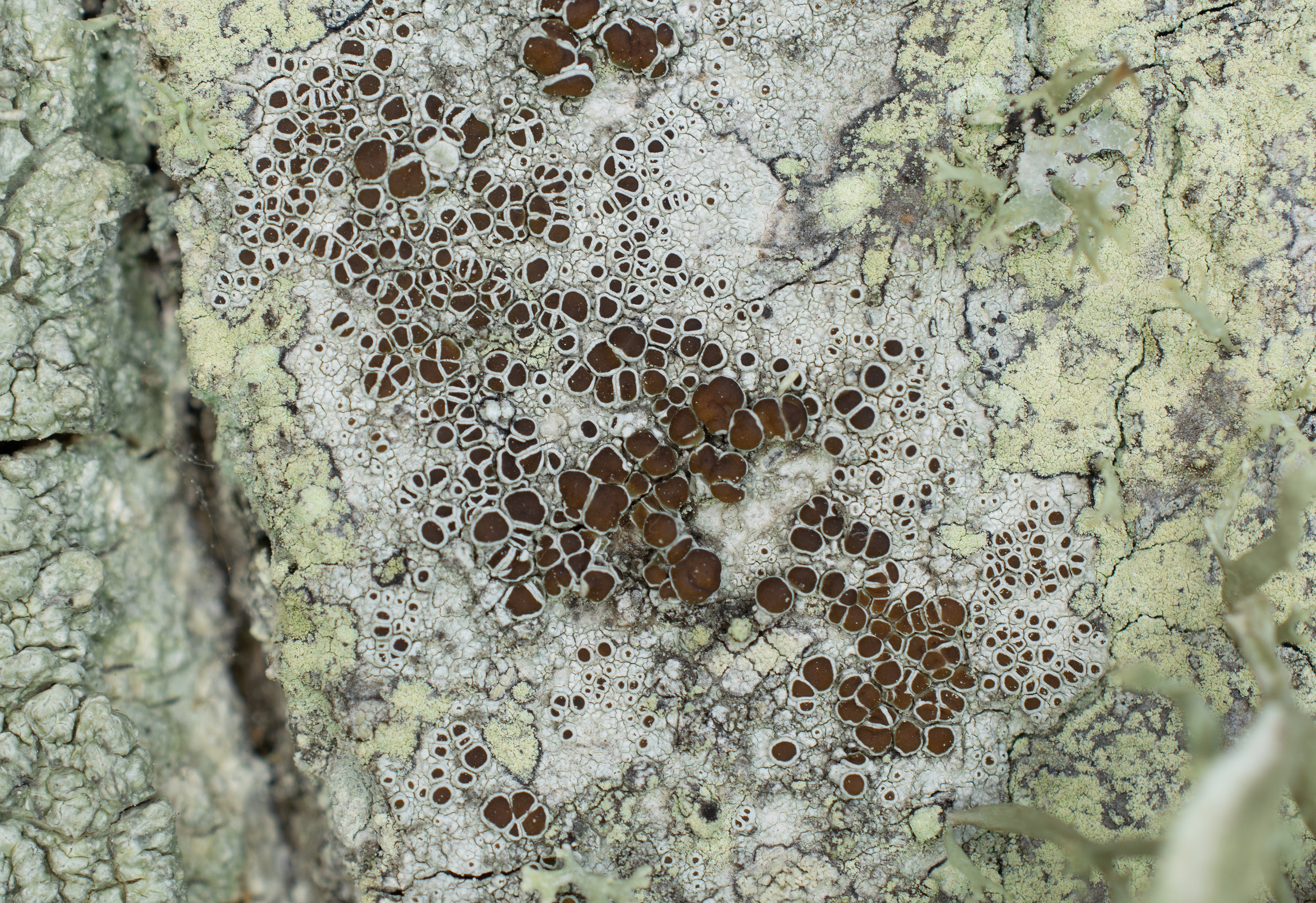 Lecanora argentata, Kullaberg (Sweden). Photo: Lars-Salomon. CC BY-NC 4.0.