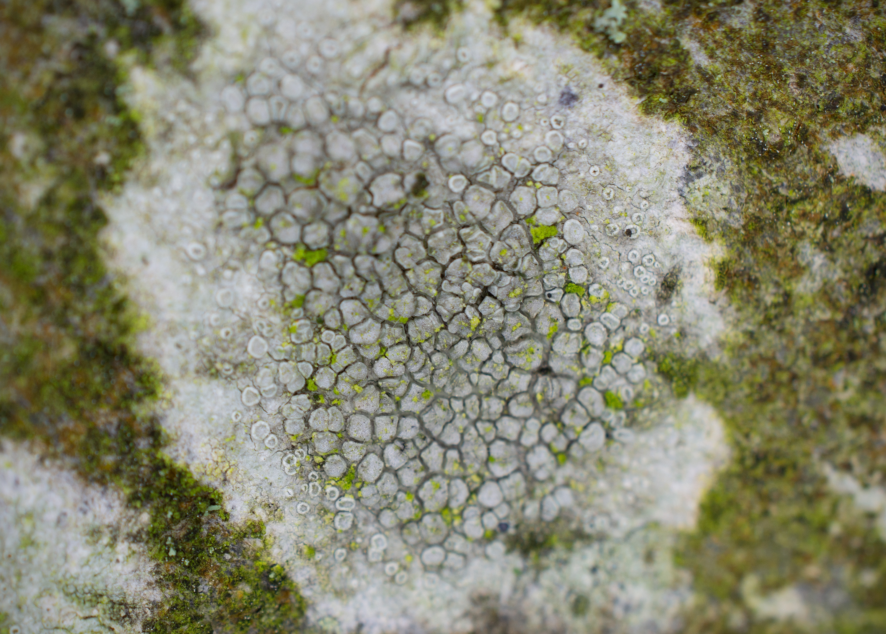 Lecanora carpinea, Kullaberg (Sweden). Photo: Lars-Salomon. CC BY-NC 4.0.